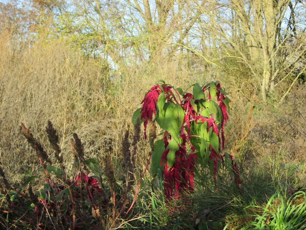 Love-lies-bleeding (Amaranthus Caudatus) — maturing to 3-5 feet tall and 1-2 feet wide; annual for full