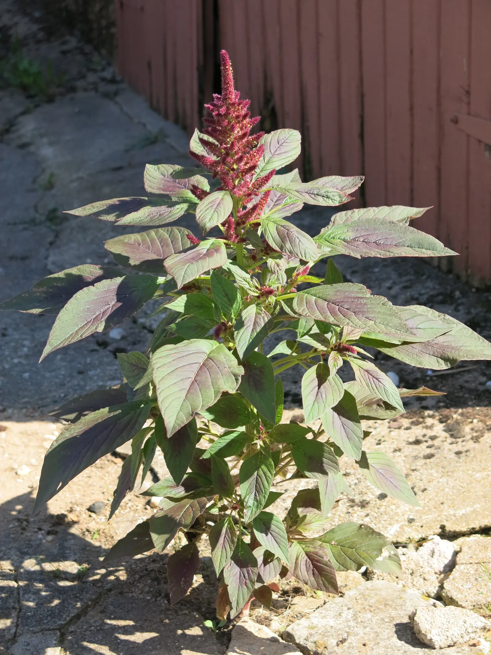 Love-lies-bleeding (Amaranthus Caudatus) — making it a low-maintenance option for a busy gardener.<br><br>Furthermore