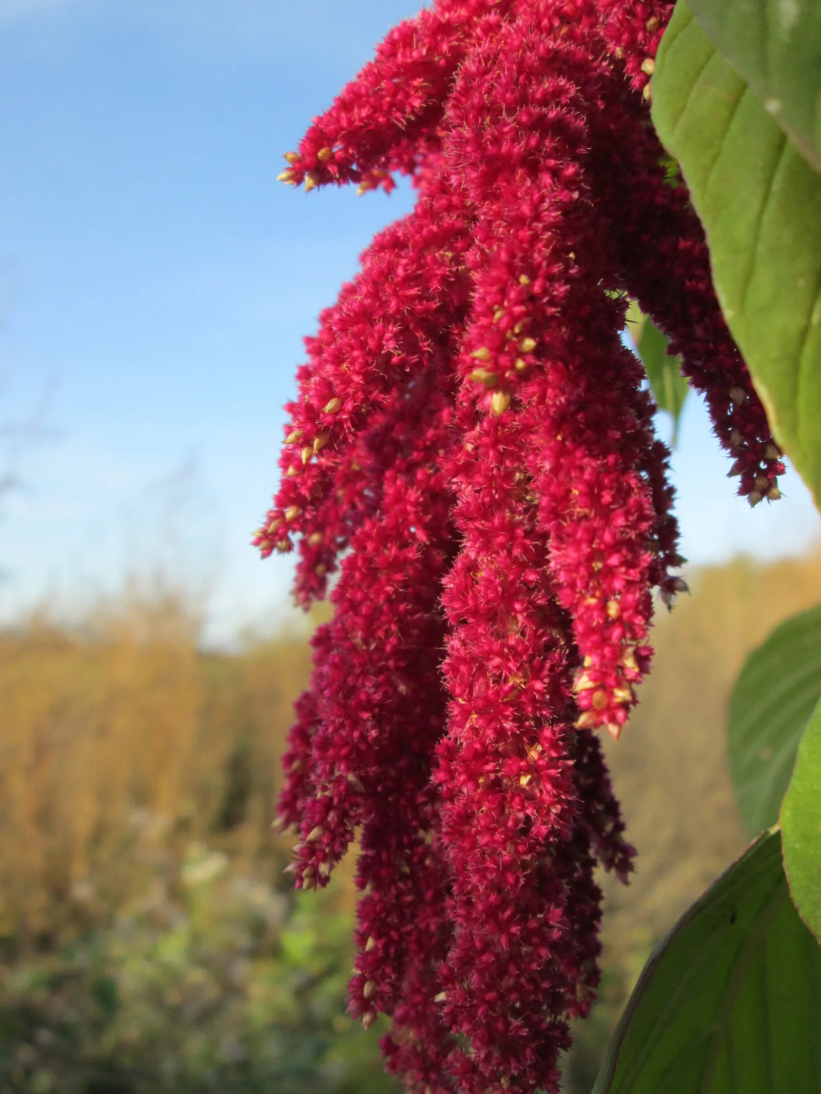 Love-lies-bleeding (Amaranthus Caudatus) — annual with purple blooms; plant these beauties in the spring after the risk of frost has passed, image 124
