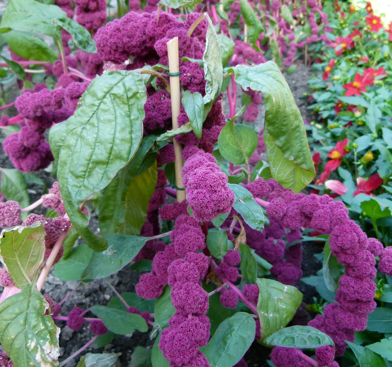 Love-lies-bleeding (Amaranthus Caudatus) — making it both a practical and enchanting addition to your landscape; and is versatile in USDA Zones 2-11
