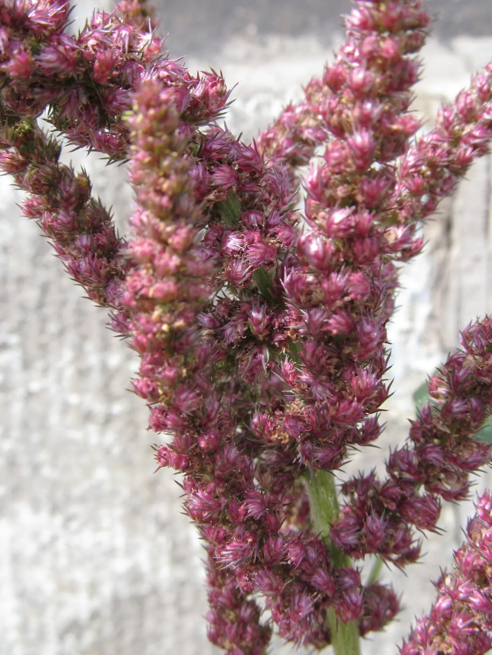 Love-lies-bleeding (Amaranthus Caudatus) — a complementary green to deep purplish-red depending on the variety; its dramatic draping blooms add, image 137