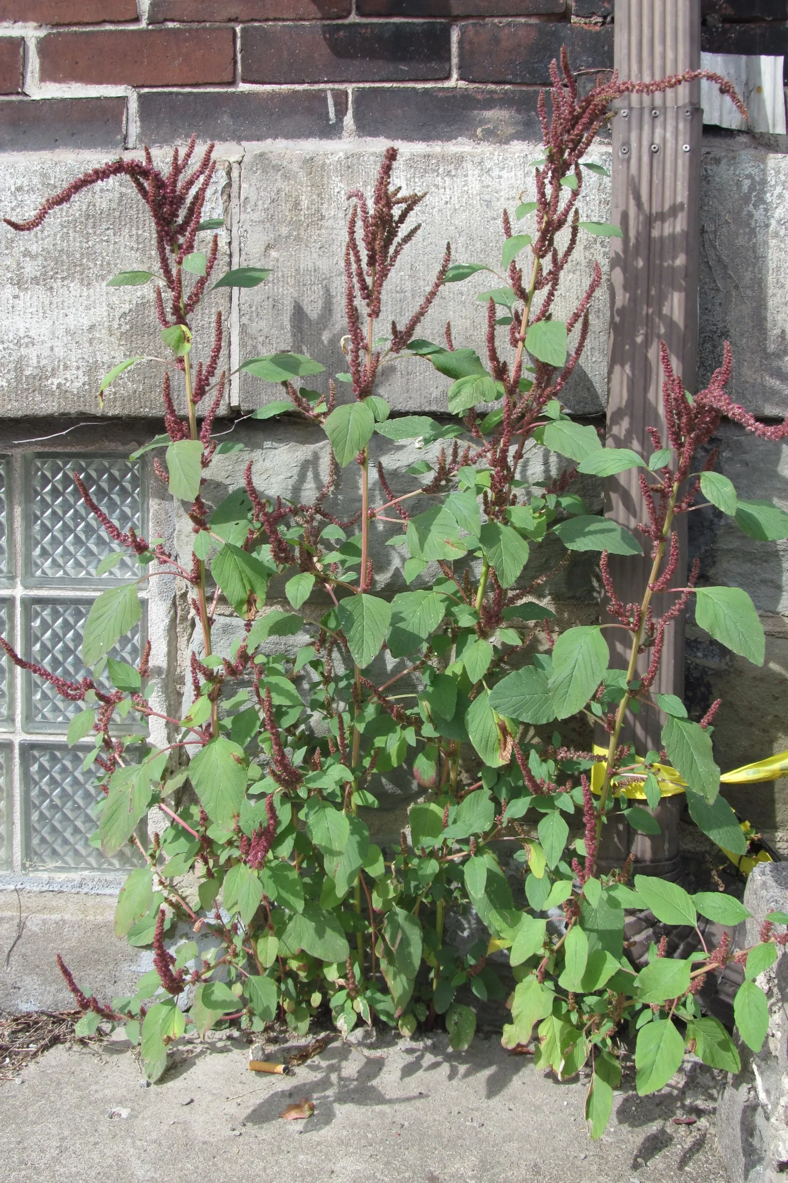 Love-lies-bleeding (Amaranthus Caudatus) — and as an architectural element in container gardens due to their height and dramatic draping blooms, image 122