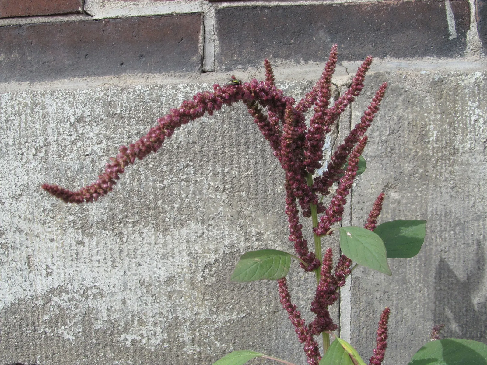 Love-lies-bleeding (Amaranthus Caudatus) — Its dramatic draping blooms add vertical interest to beds and borders; the Tassel Flower thrives in full, image 131