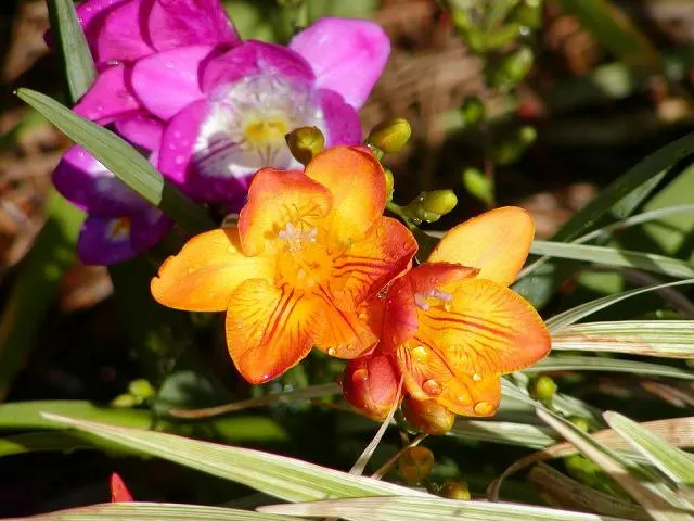 Orange Freesia (Freesia 'Orange') — Planting in fall yields spring blooms, multiplying readily for a bountiful display