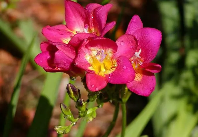 Orange Freesia (Freesia 'Orange') — botanically termed Freesia 'Orange'