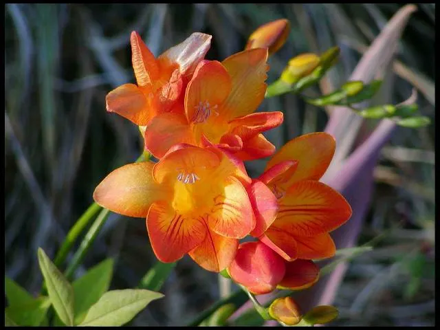 Orange Freesia (Freesia 'Orange') — Freesia 'Orange' adds vibrant, fiery tones with sweetly fragrant, funnel-shaped blossoms