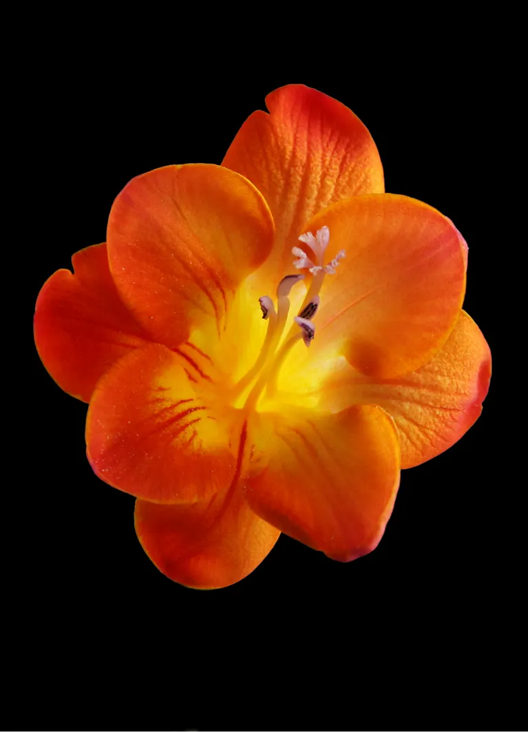 Orange Freesia (Freesia 'Orange') — Zones 9-10, provide mulch or lift bulbs in colder climates