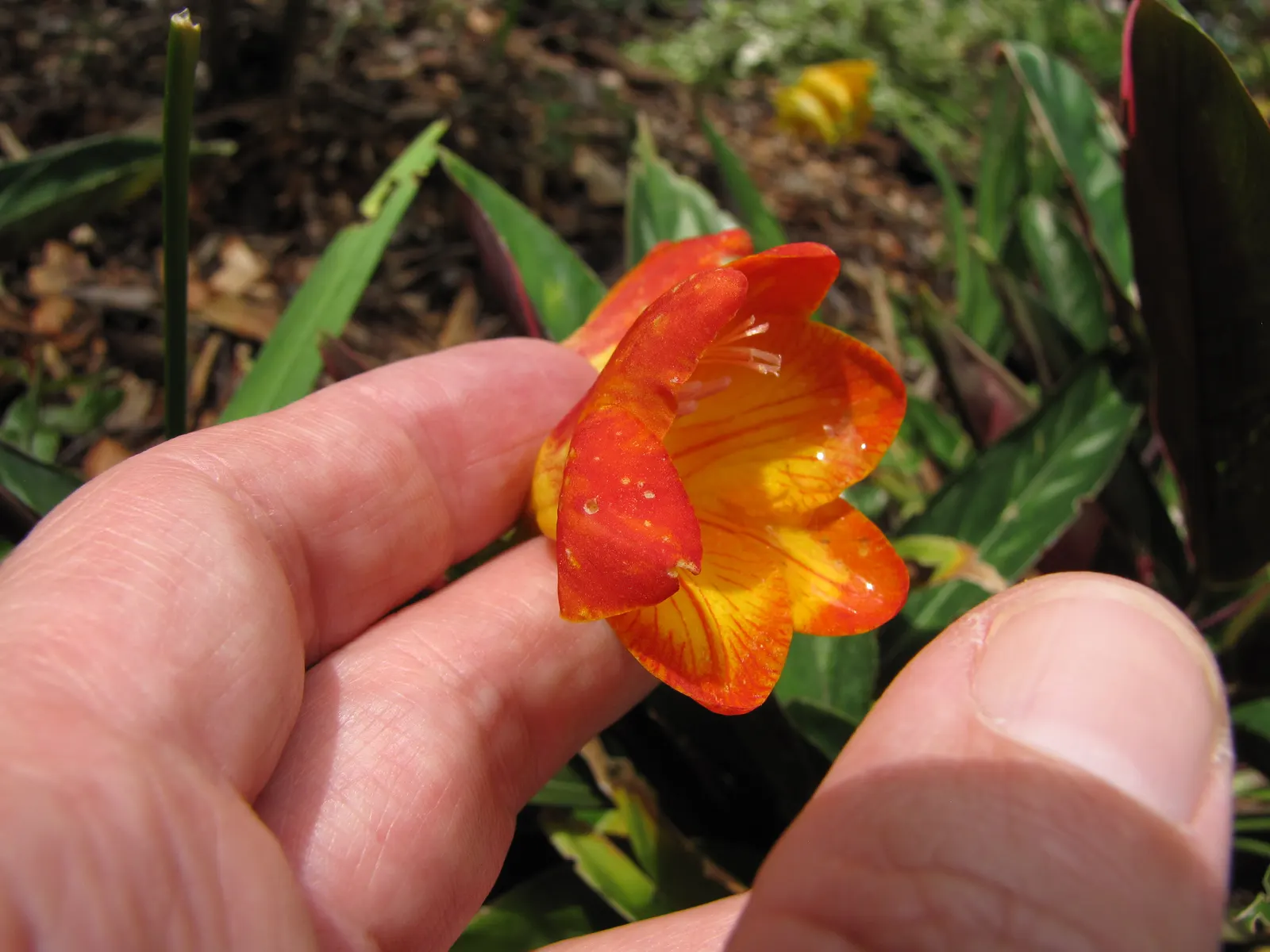 Orange Freesia (Freesia 'Orange') — sunset hues and delightful fragrance