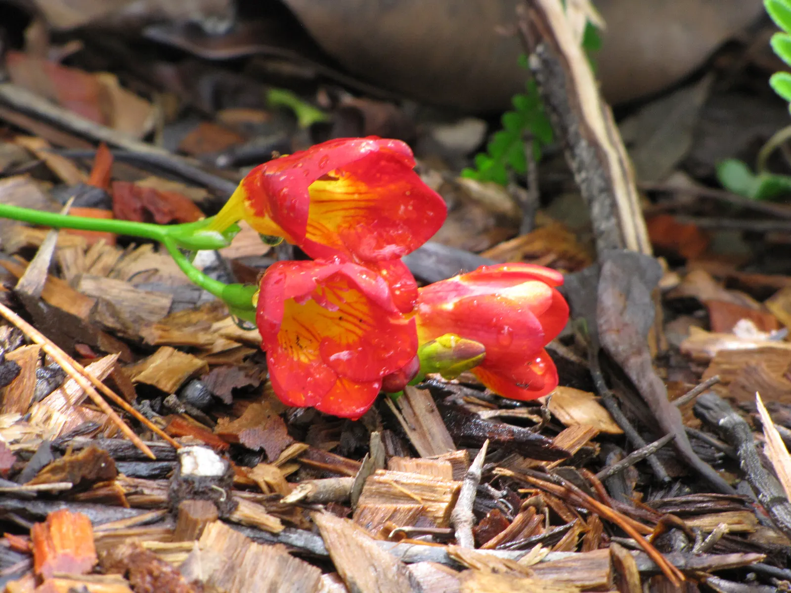 Orange Freesia (Freesia 'Orange') — A member of the Iridaceae family