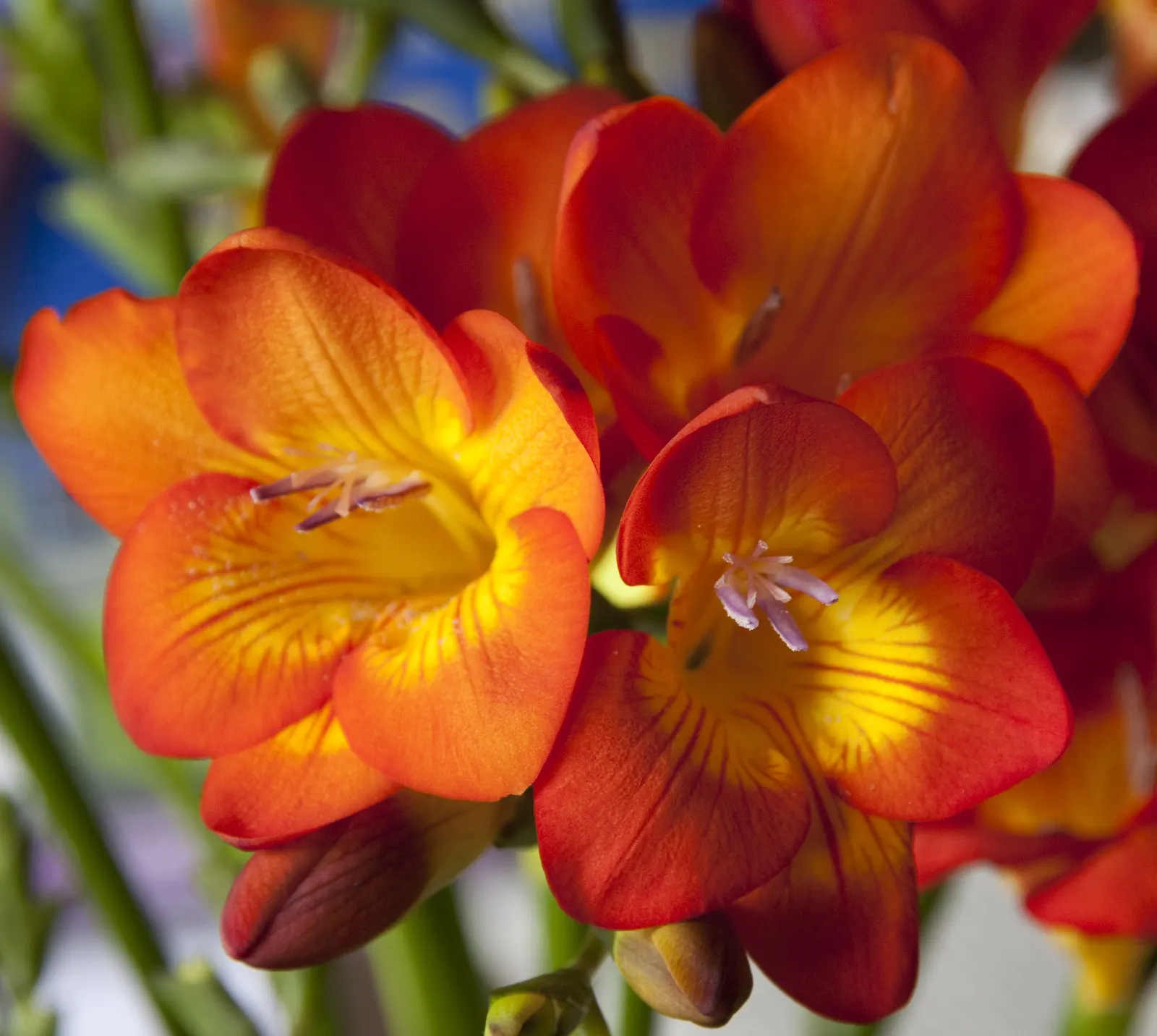 Orange Freesia (Freesia 'Orange') — is a strikingly vibrant cultivar that infuses gardens with its warm