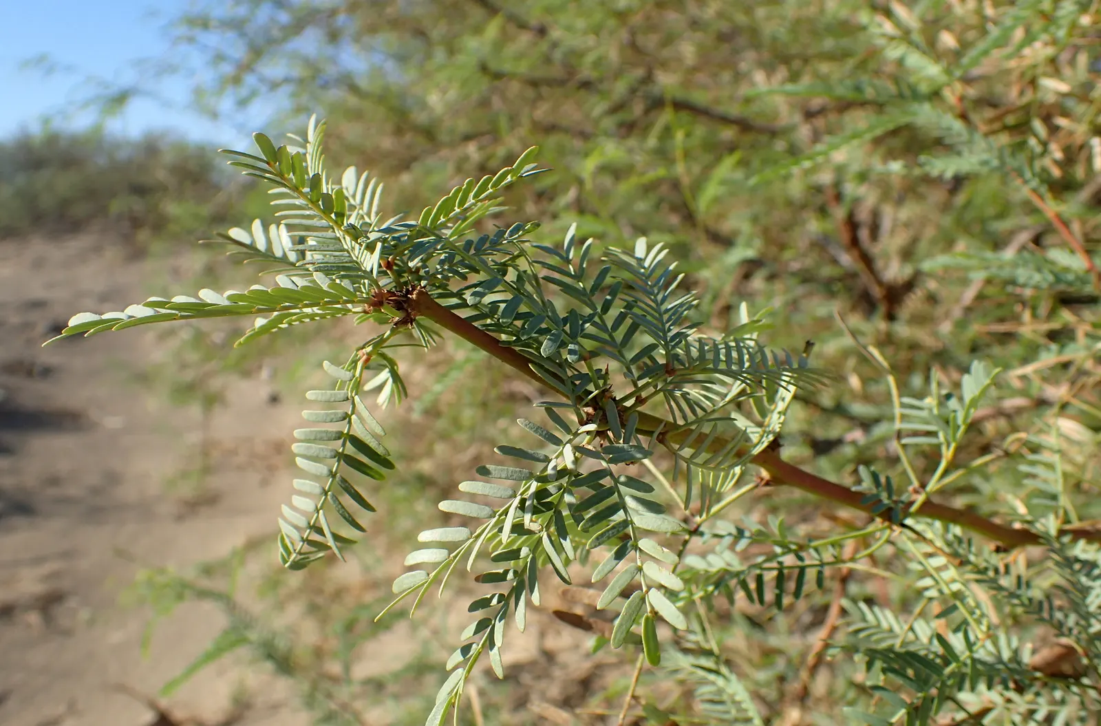 Texas Honey Mesquite (Prosopis Glandulosa) — followed by long seed pods; tree for full