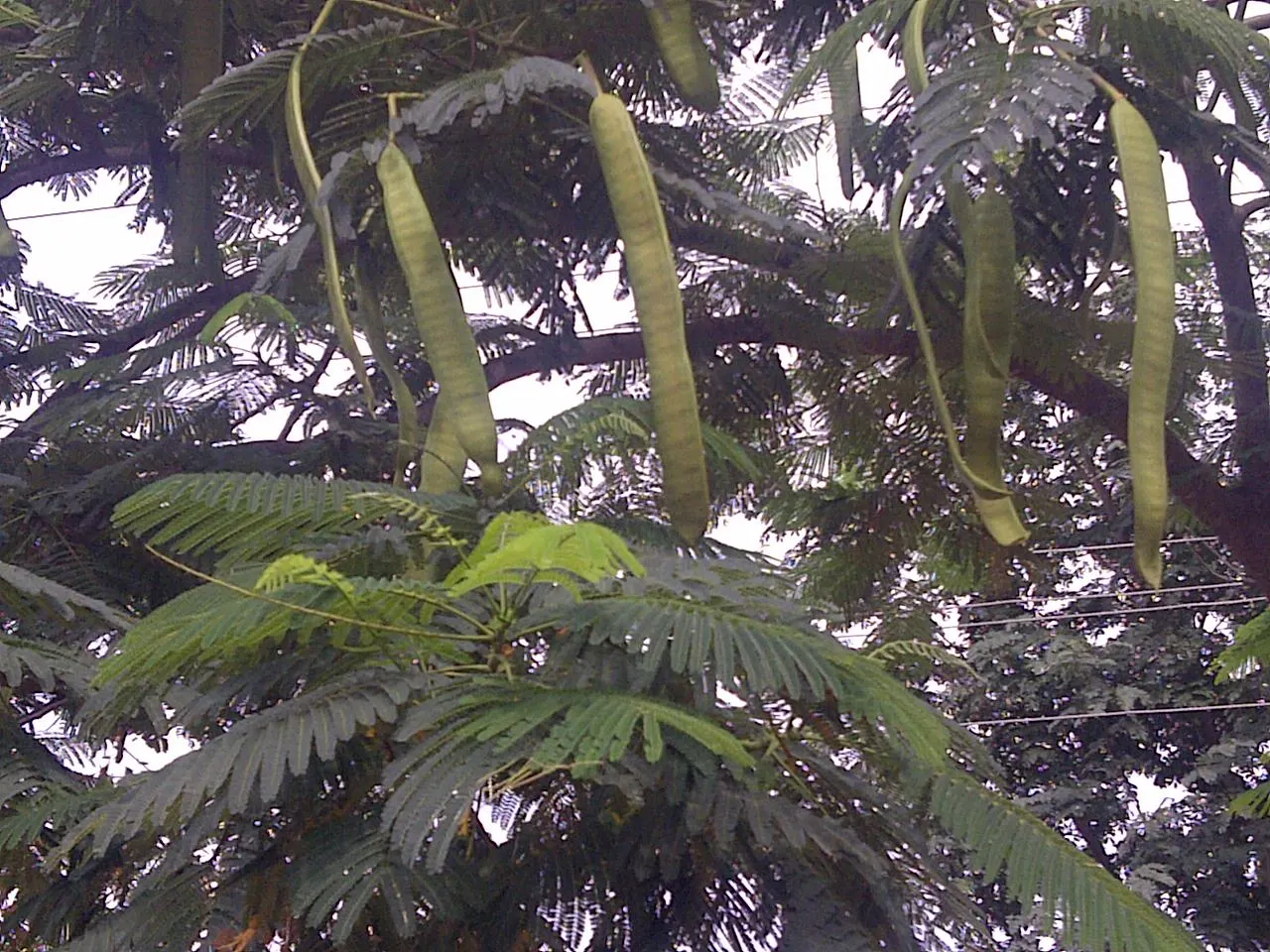 Texas Honey Mesquite (Prosopis Glandulosa) — with bark that matures to a rough; growing up to 12 inches in length