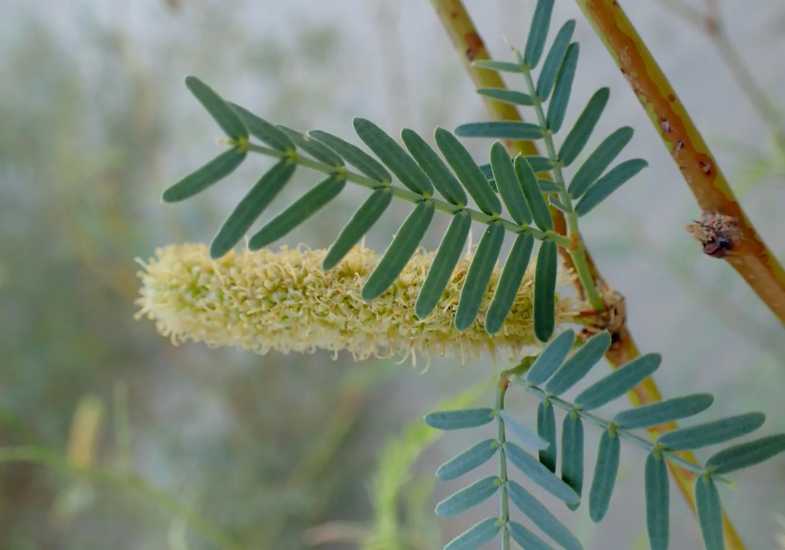 Texas Honey Mesquite (Prosopis Glandulosa) — rounded canopy with feathery foliage and produces fragrant; while this tree is adaptable to various soil types, it