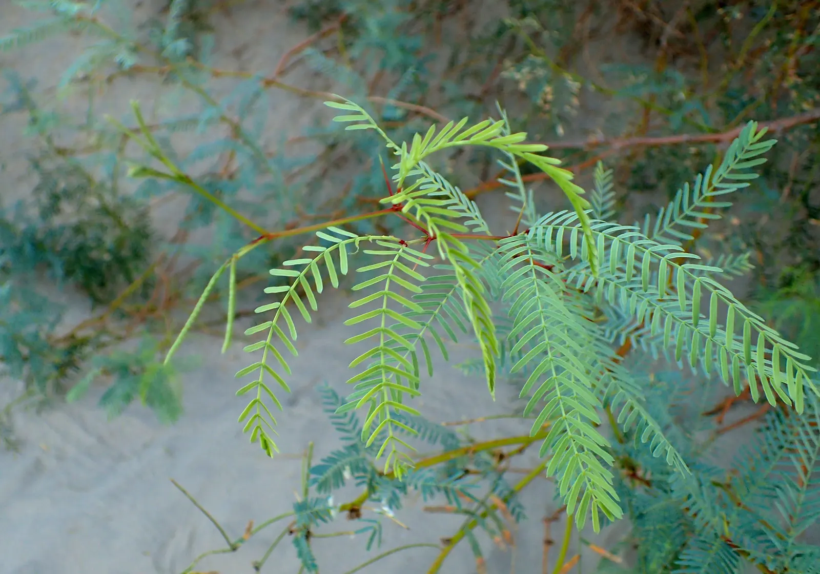 Texas Honey Mesquite (Prosopis Glandulosa) — tree for full