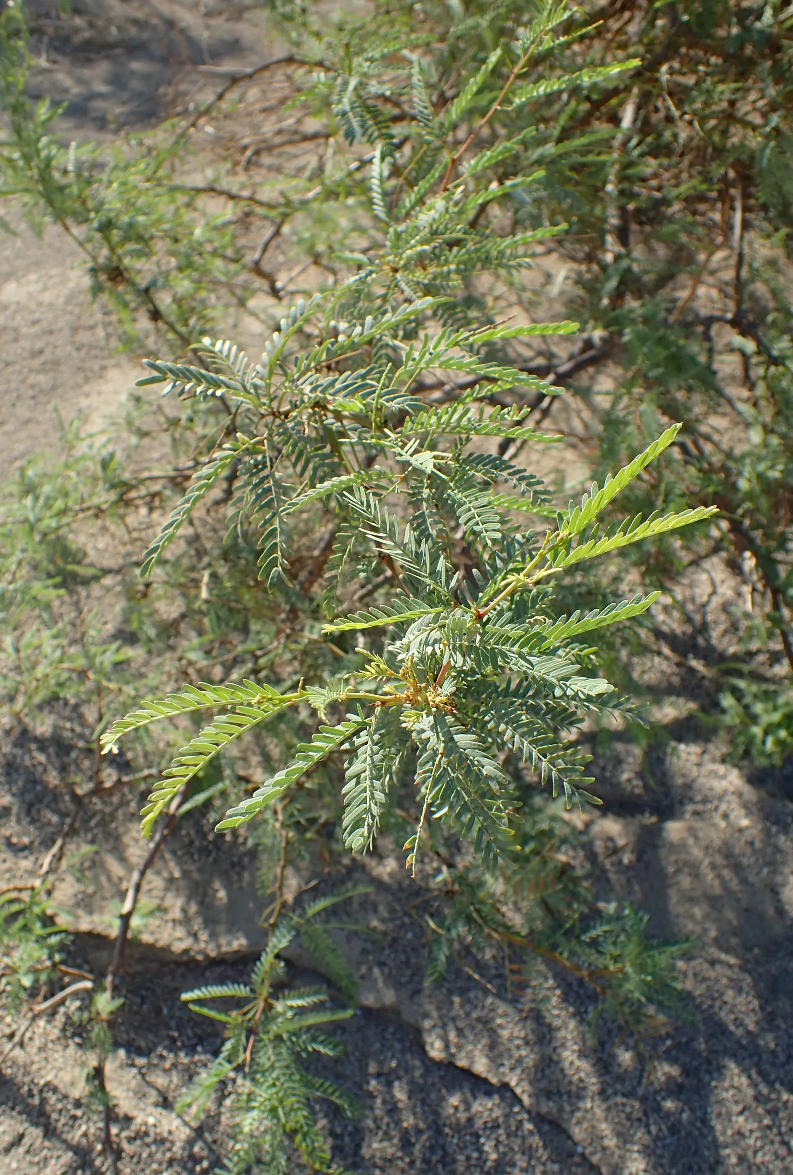 Texas Honey Mesquite (Prosopis Glandulosa) — yellow flowers in the garden