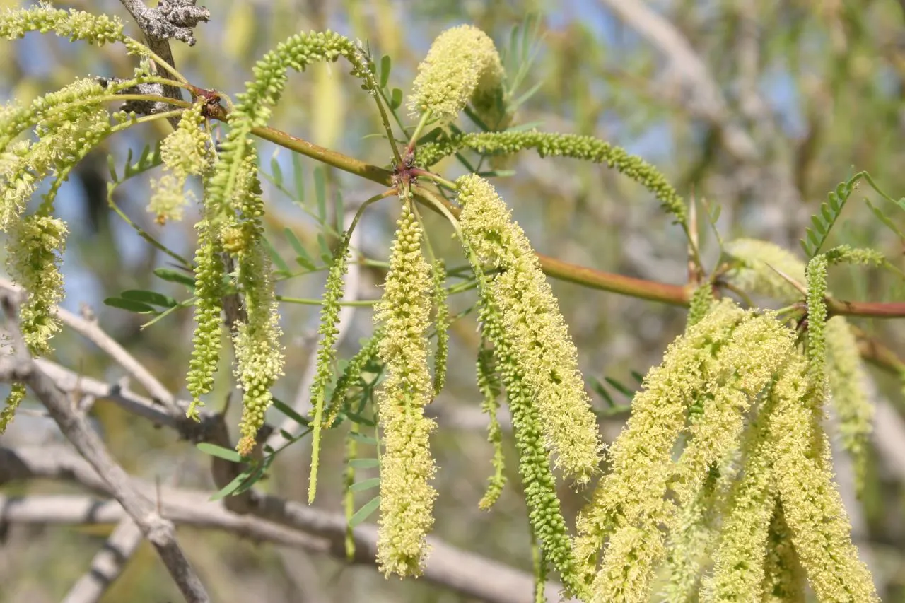 Texas Honey Mesquite (Prosopis Glandulosa) — The multi-trunked form and irregular branching pattern of this species; with bark that matures to a rough