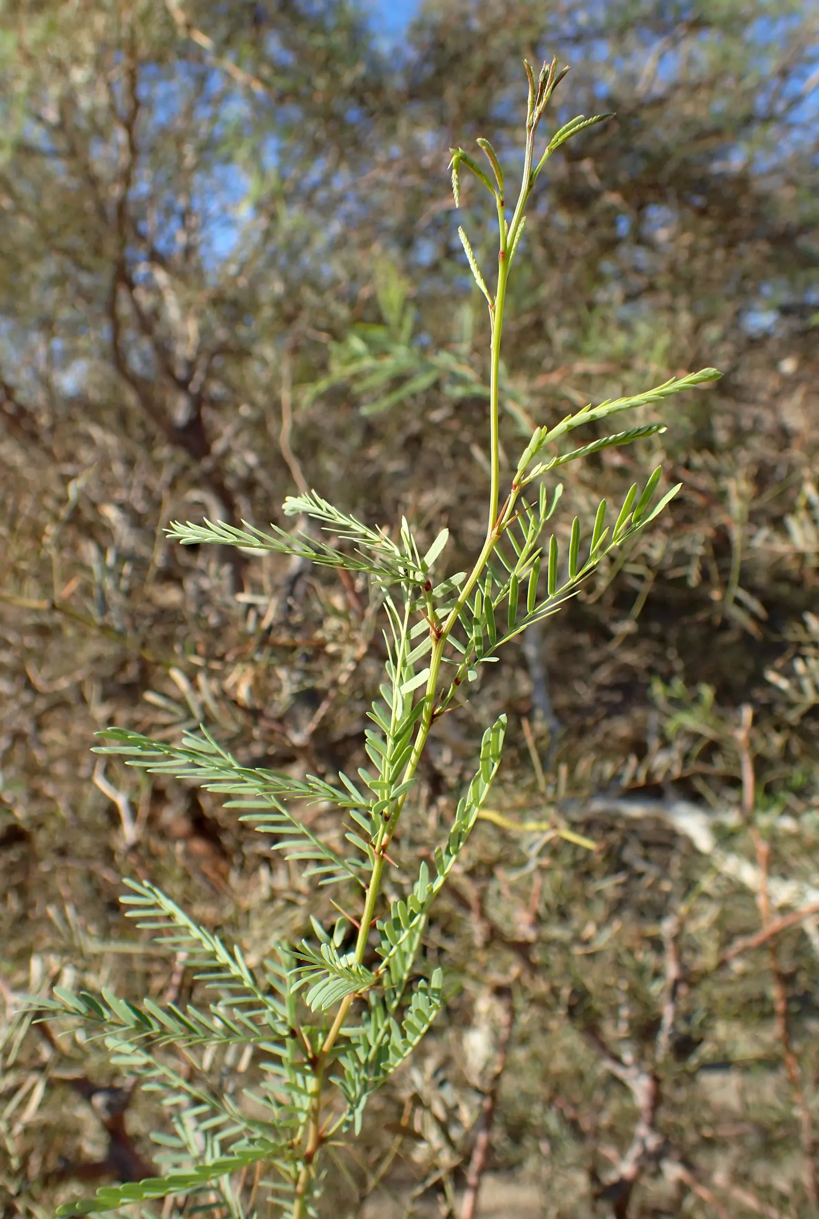 Texas Honey Mesquite (Prosopis Glandulosa) — Adaptable to diverse soils, it thrives in full sun with minimal water; contributes to its rustic