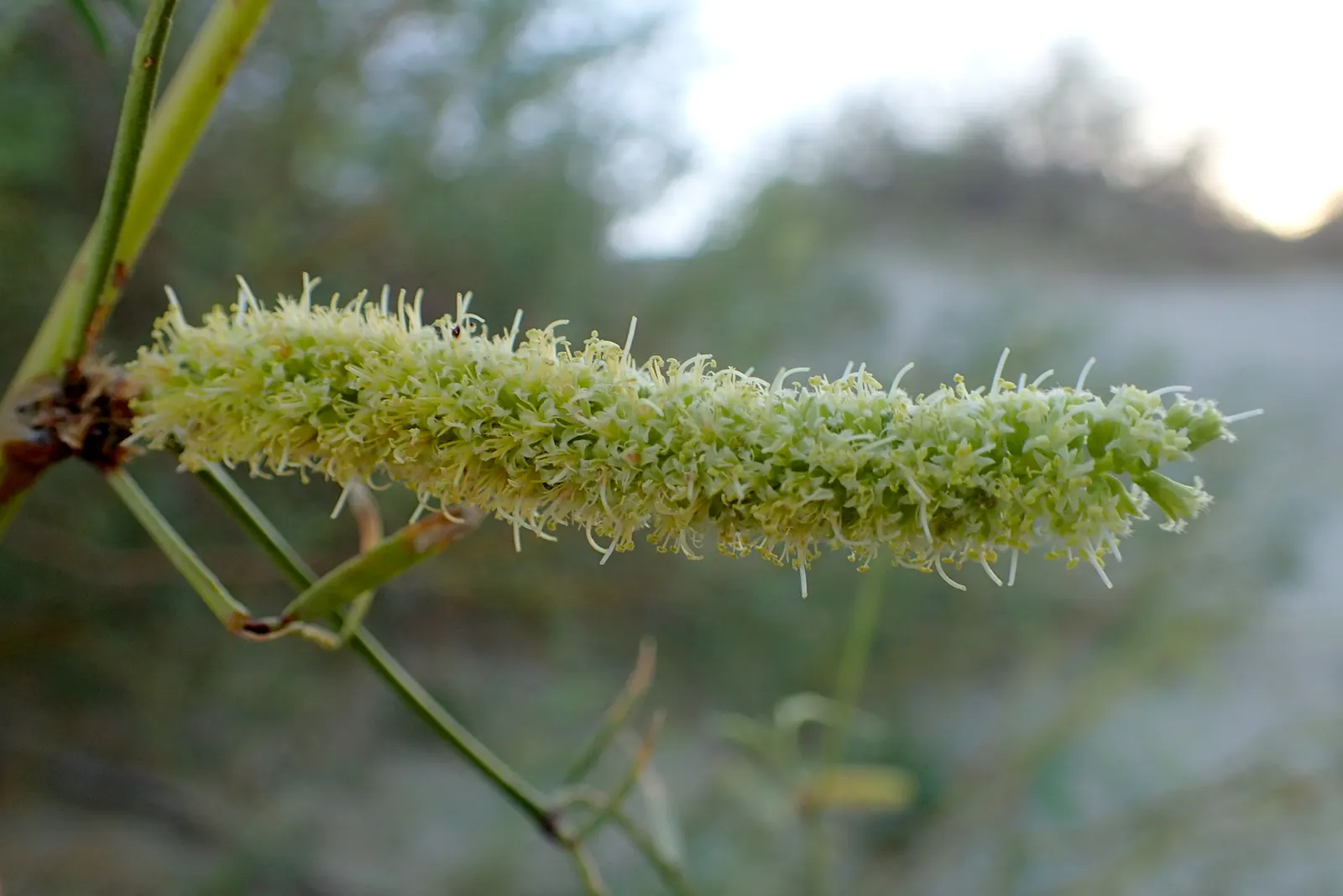 Texas Honey Mesquite (Prosopis Glandulosa) — tree with yellow blooms