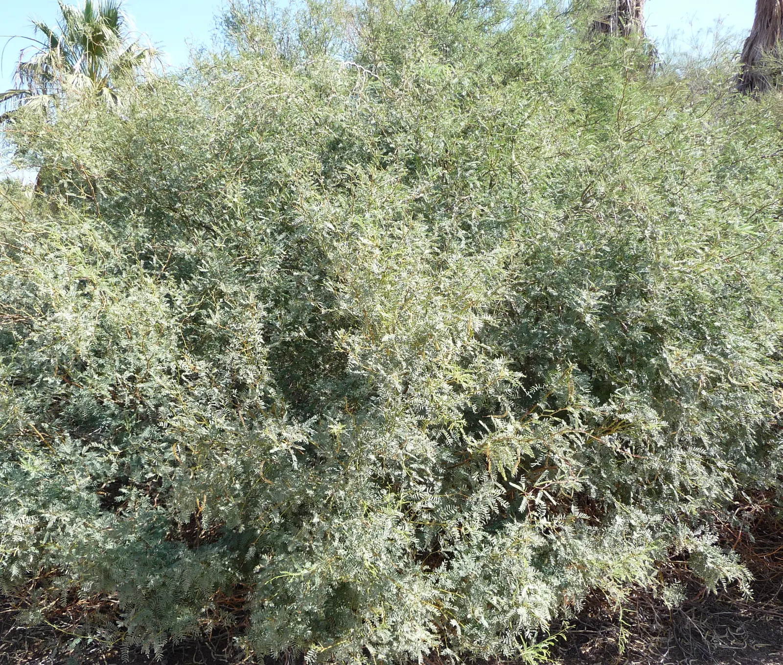 Texas Honey Mesquite (Prosopis Glandulosa) — It typically reaches a height of 15 to 30 feet with an equally wide canopy; it should be sited away from