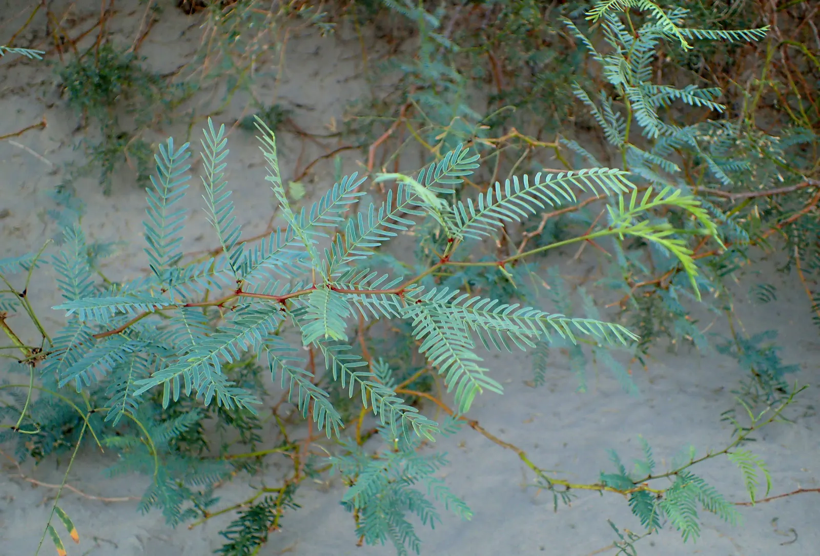 Texas Honey Mesquite (Prosopis Glandulosa) — Texas Honey Mesquite (Prosopis glandulosa) is a deciduous tree, typically growing to 20-30 ft; followed by long