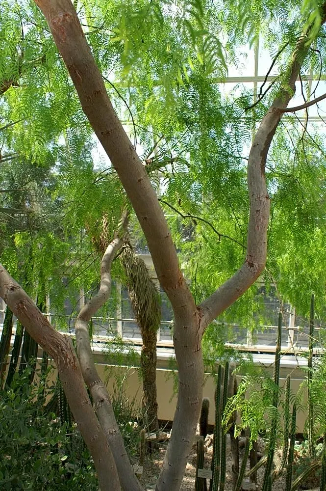 Texas Honey Mesquite (Prosopis Glandulosa) — Caution: Thorns can reach up to 2 inches