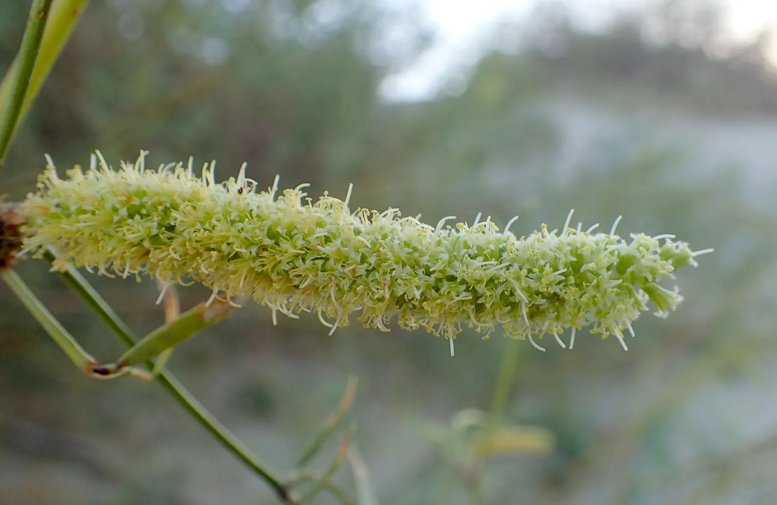 Texas Honey Mesquite (Prosopis Glandulosa) — followed by long seed pods