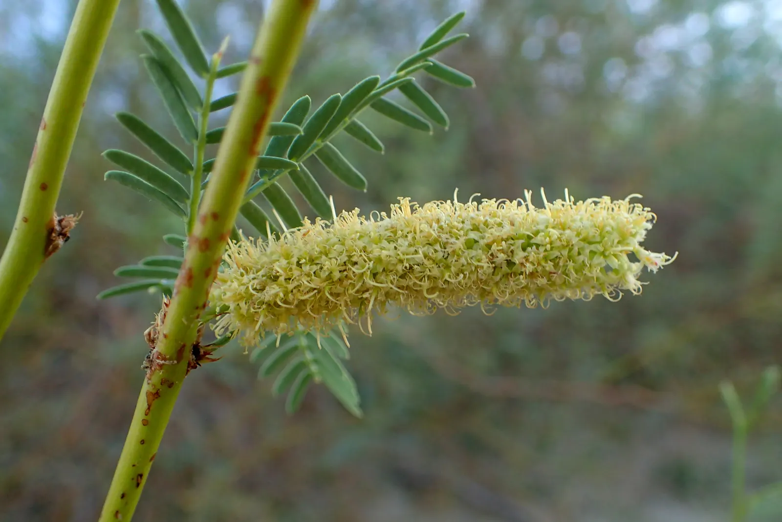 Texas Honey Mesquite (Prosopis Glandulosa) — Moreover, the mesquite sap may cause seasonal allergies or attract insects, aspects to discuss with the client