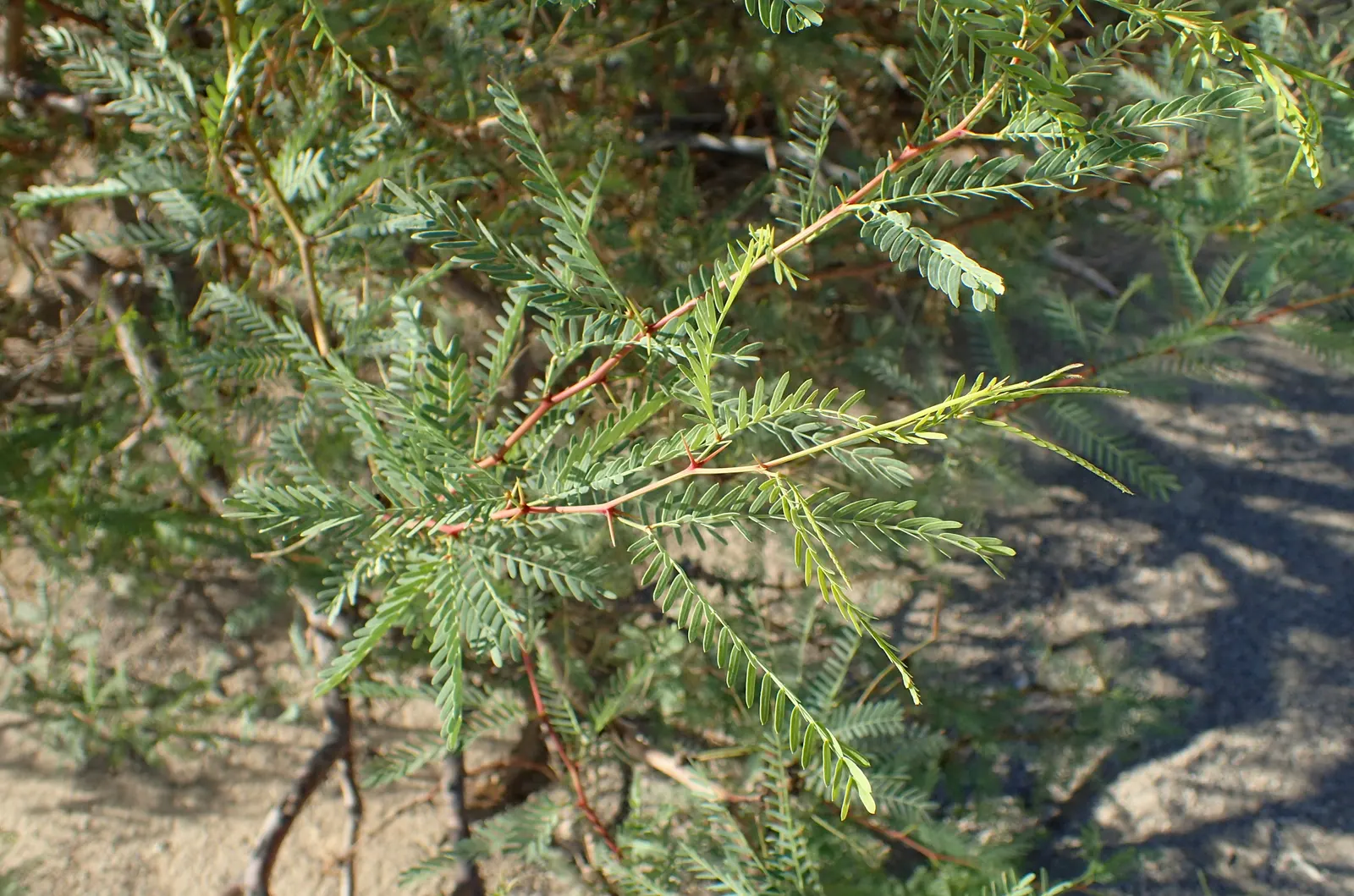 Texas Honey Mesquite (Prosopis Glandulosa) — Caution: Thorns can reach up to 2 inches; these blossoms are a favorite of pollinators and give way to long
