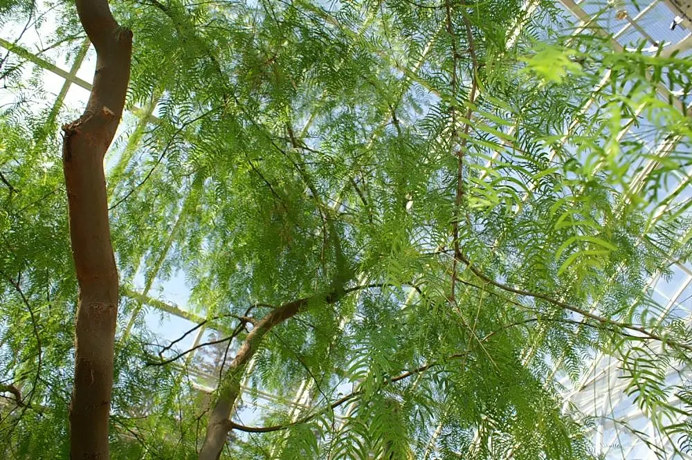 Texas Honey Mesquite (Prosopis Glandulosa) — Its deep roots enable drought resistance, making it a hardy choice for arid landscapes