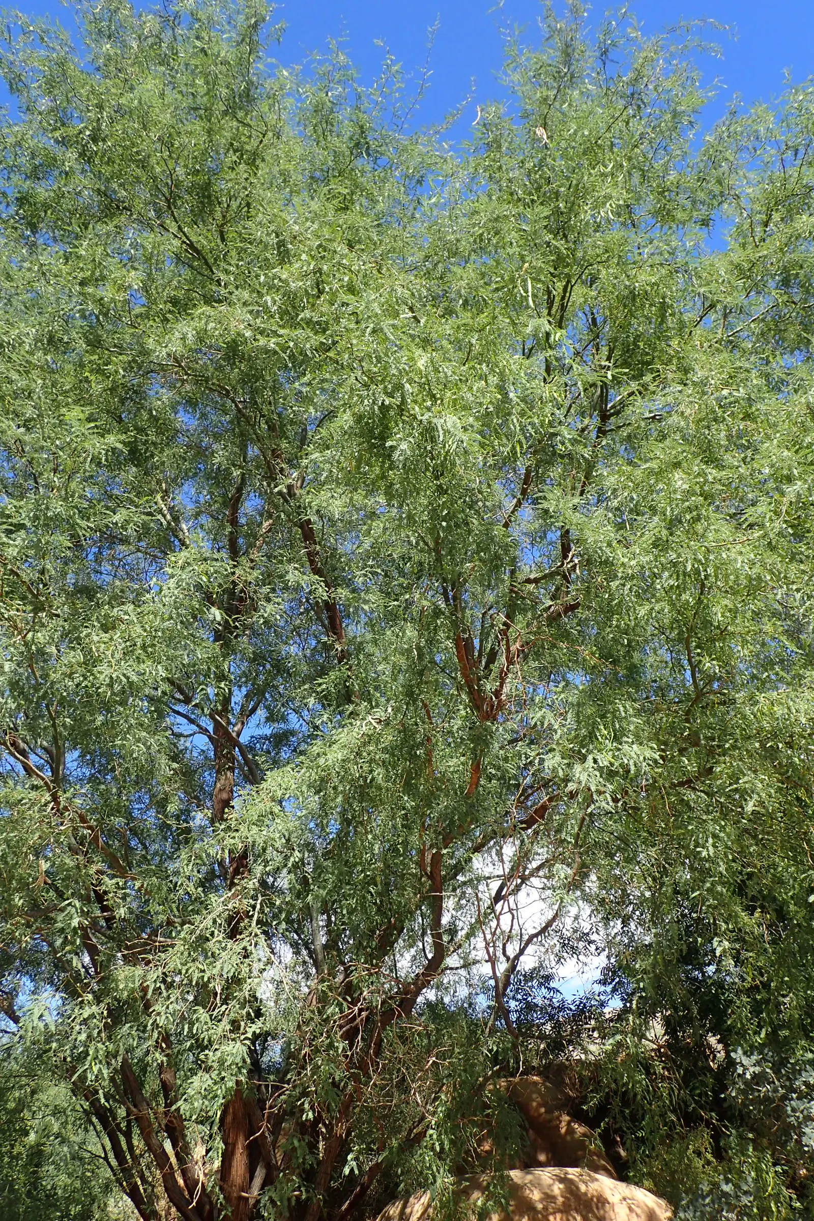 Texas Honey Mesquite (Prosopis Glandulosa) — rounded canopy with feathery foliage and produces fragrant