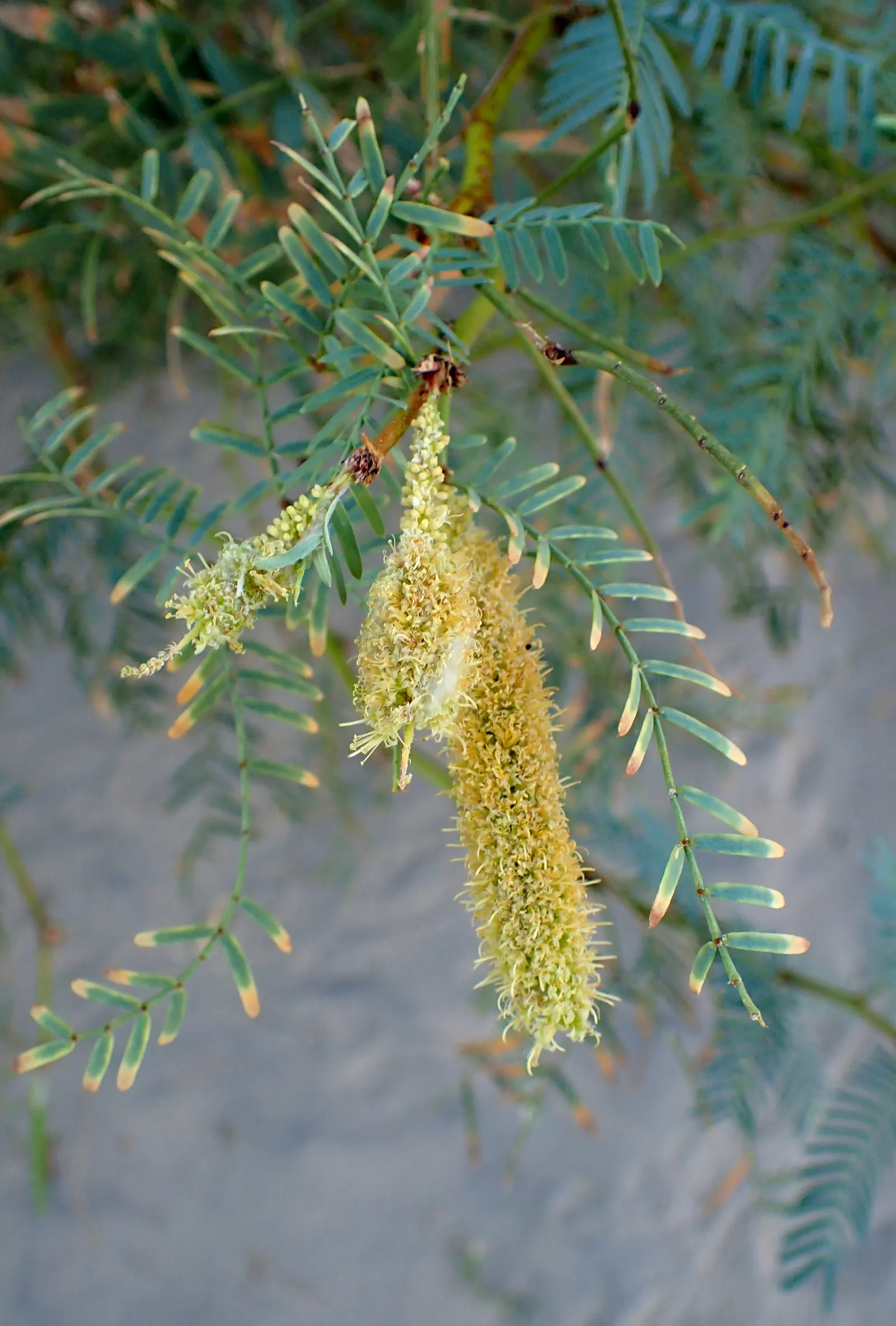 Texas Honey Mesquite (Prosopis Glandulosa) — Its deep roots enable drought resistance, making it a hardy choice for arid landscapes; it typically reaches a