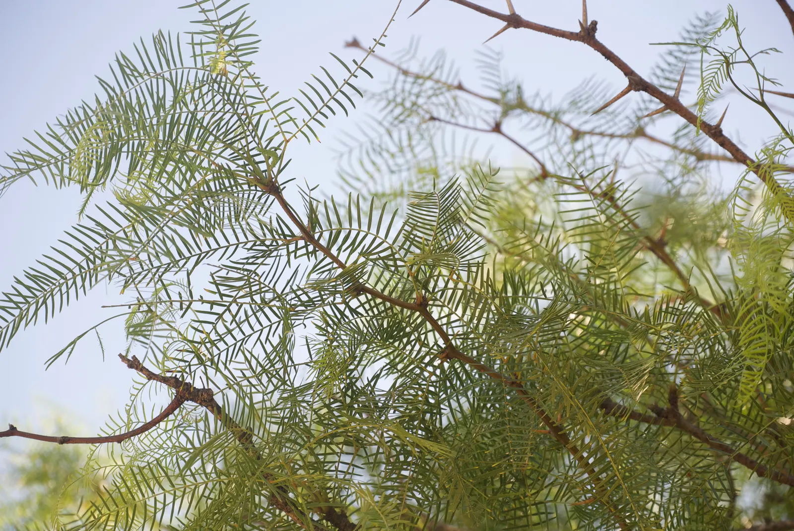 Texas Honey Mesquite (Prosopis Glandulosa) — which provides dappled shade; rounded canopy with feathery foliage and produces fragrant