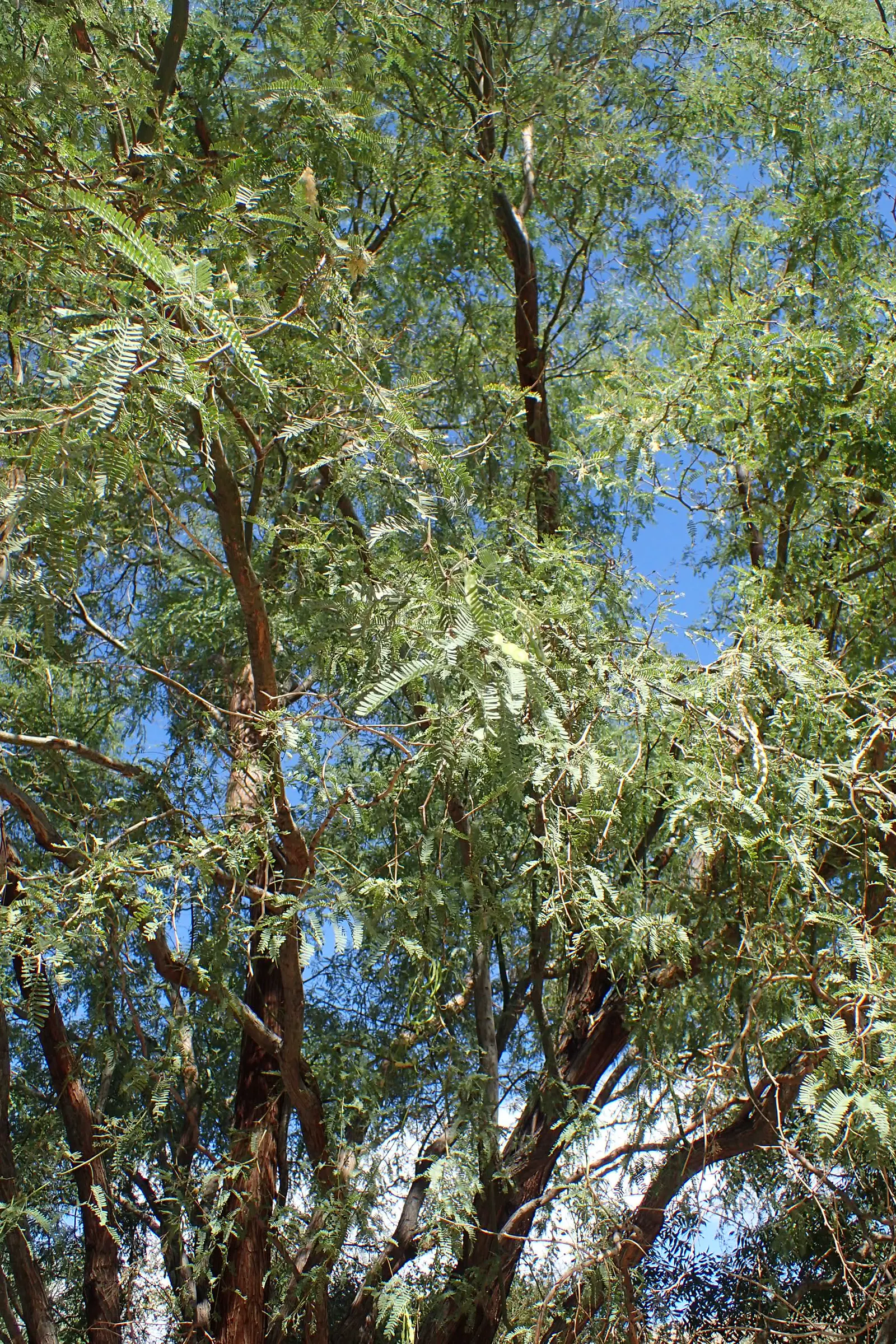 Texas Honey Mesquite (Prosopis Glandulosa) — contributes to its rustic appearance.<br><br>In spring; tree with yellow blooms