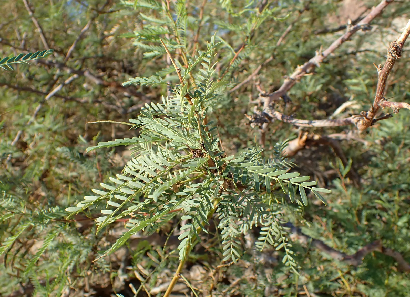 Texas Honey Mesquite (Prosopis Glandulosa) — which provides dappled shade