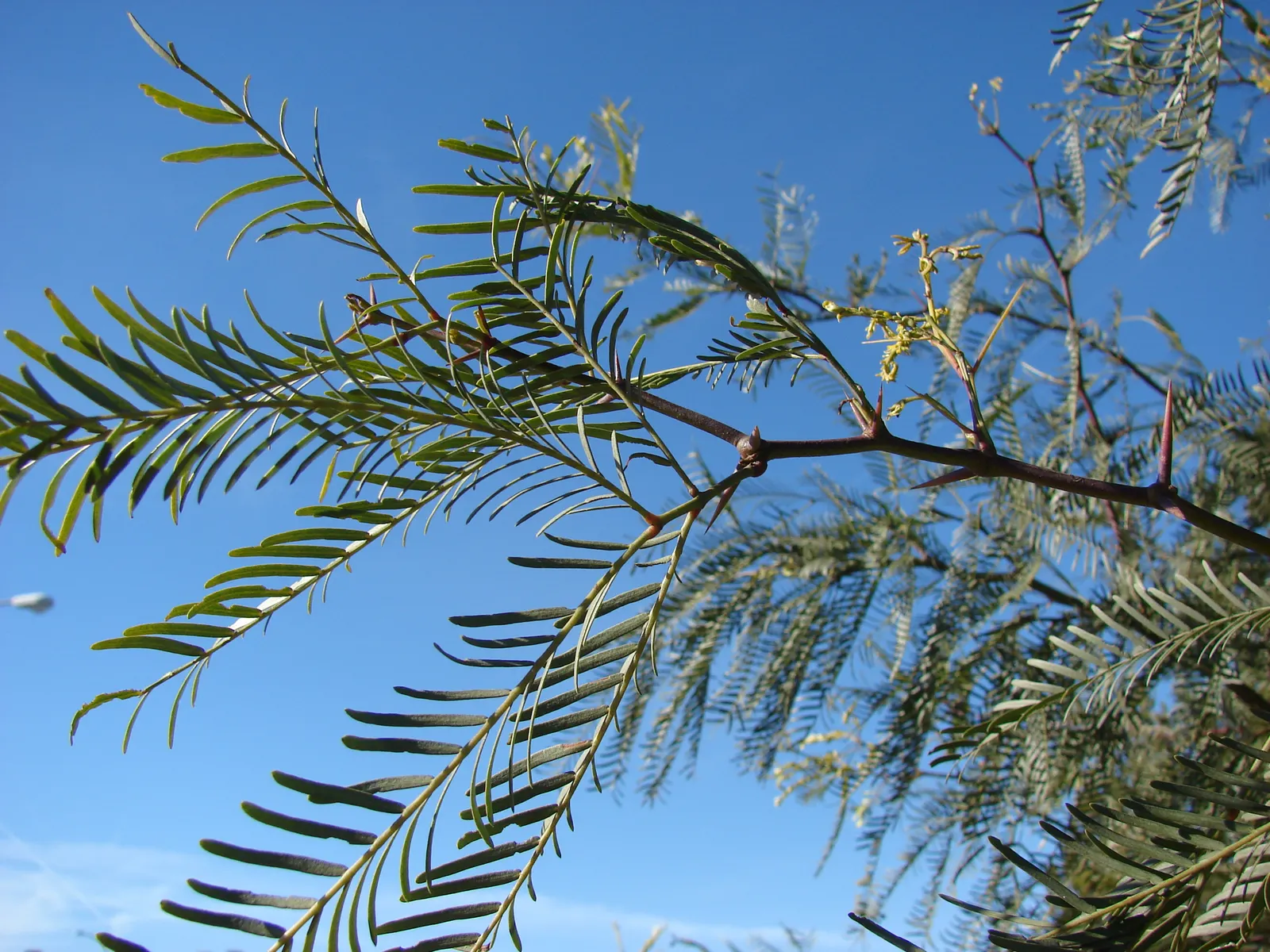 Texas Honey Mesquite (Prosopis Glandulosa) — the Honey Mesquite produces abundant creamy-yellow flowers; caution: Thorns can reach up to 2 inches, image 62