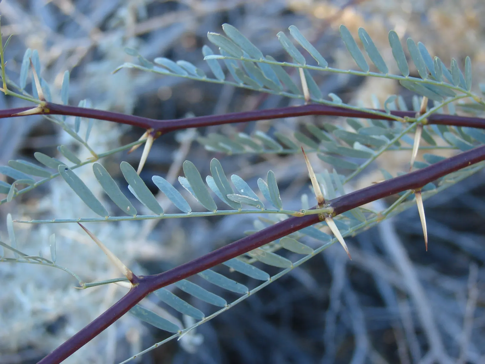 Texas Honey Mesquite (Prosopis Glandulosa) — cylindrical spikes that can be up to 3 inches long