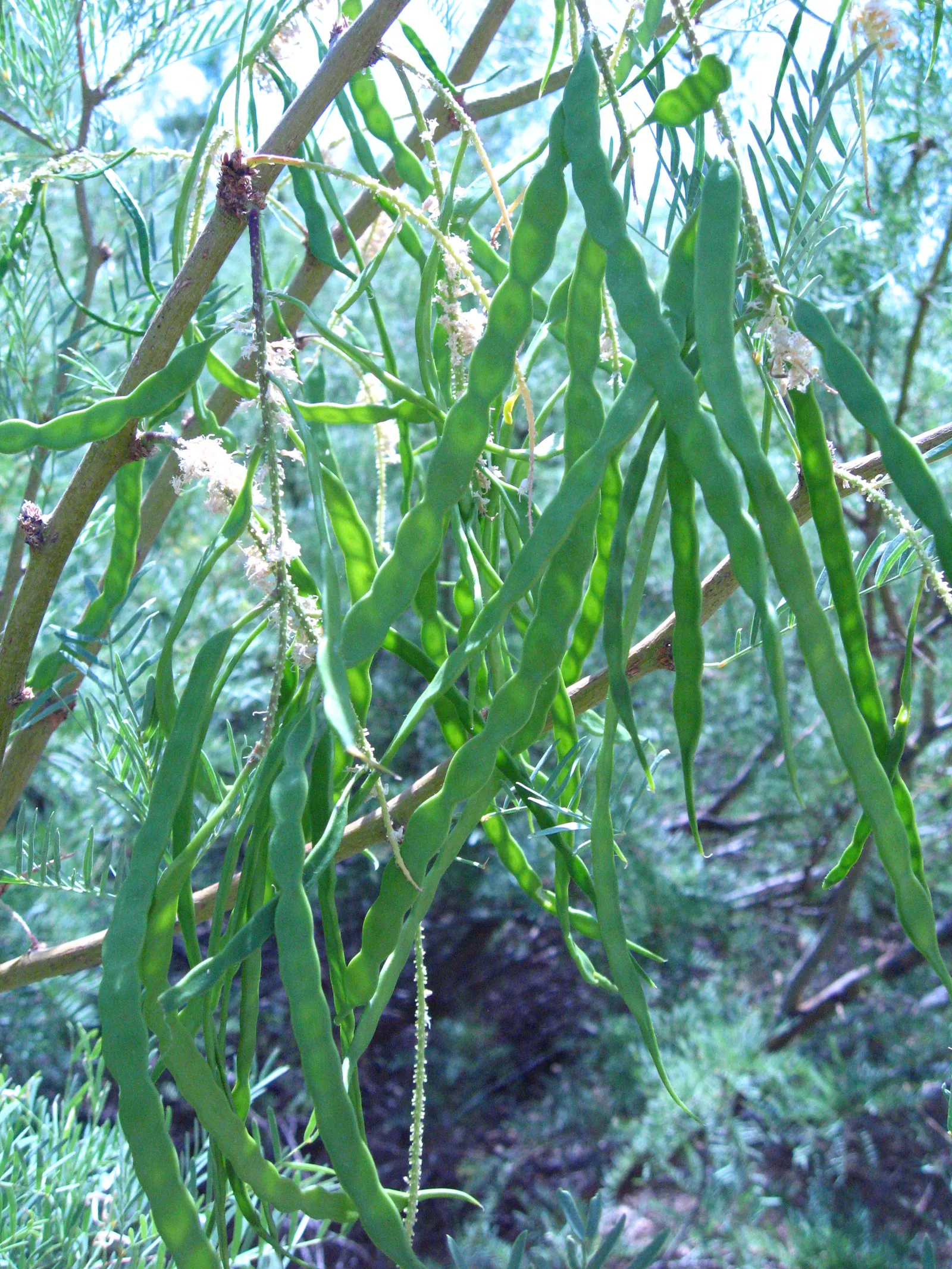 Texas Honey Mesquite (Prosopis Glandulosa) — It typically reaches a height of 15 to 30 feet with an equally wide canopy; it should be sited away, image 57
