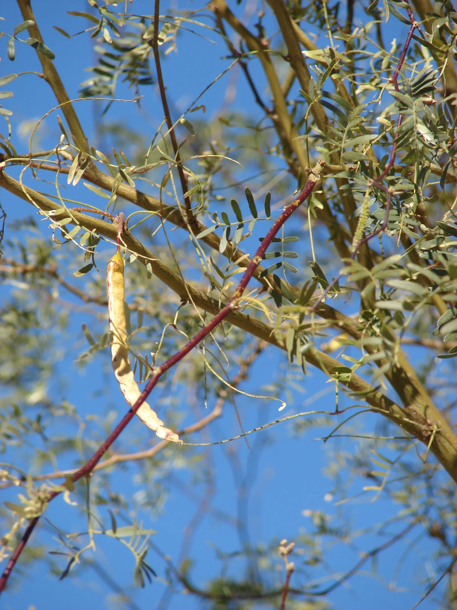 Texas Honey Mesquite (Prosopis Glandulosa) — contributes to its rustic appearance.<br><br>In spring