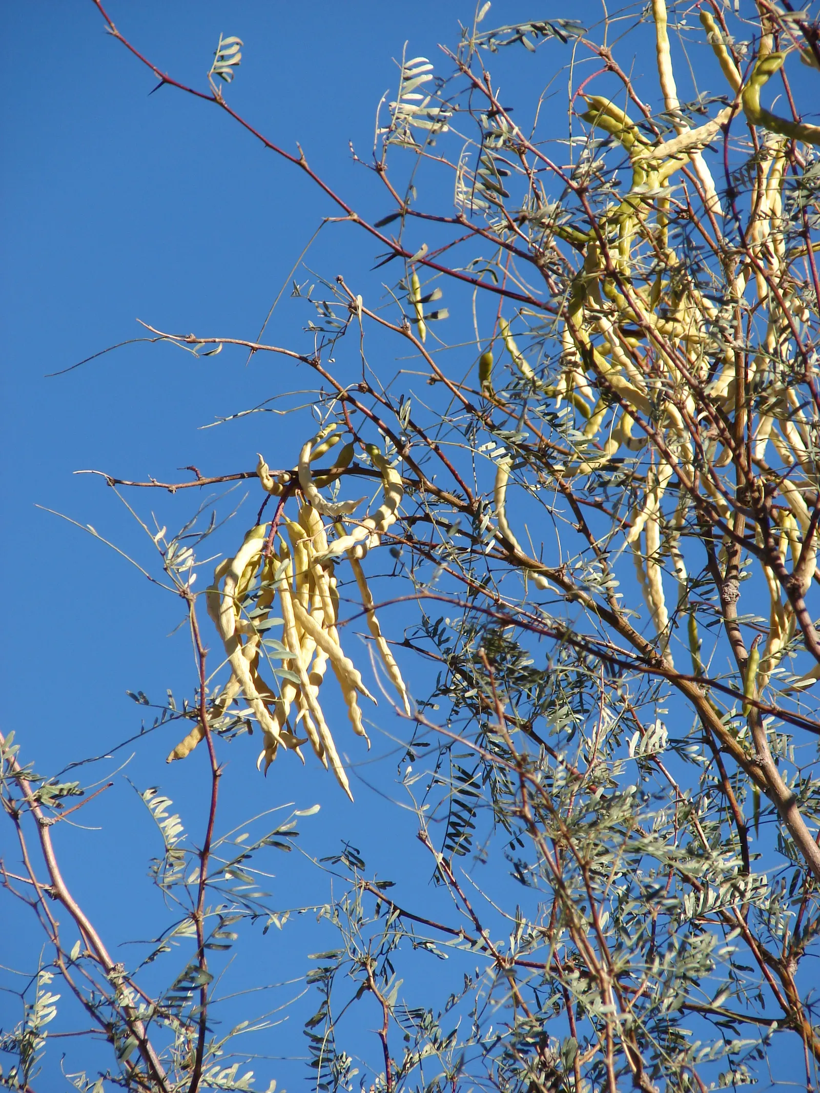 Texas Honey Mesquite (Prosopis Glandulosa) — with bark that matures to a rough; growing up to 12 inches in length, image 60
