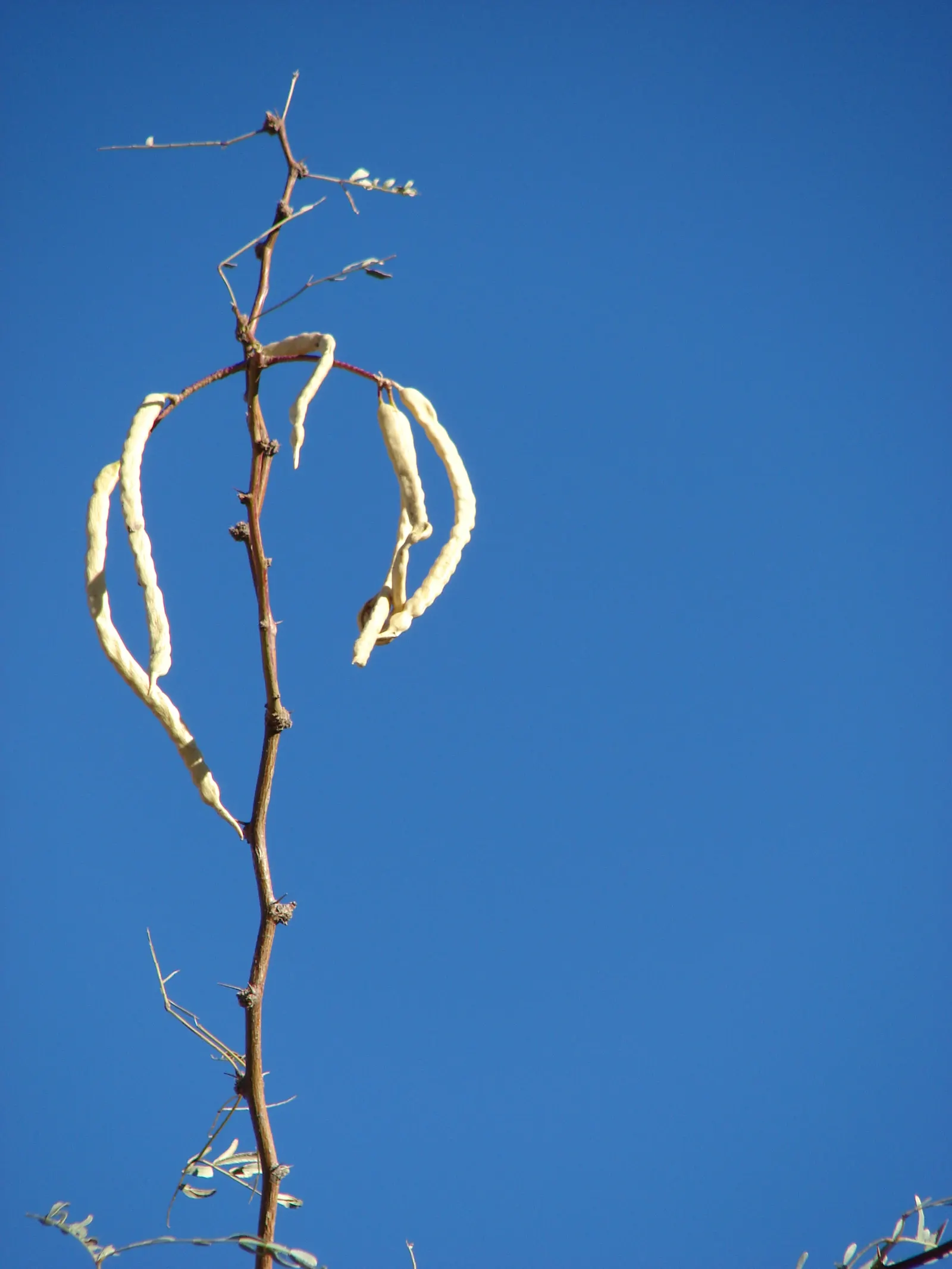 Texas Honey Mesquite (Prosopis Glandulosa) — the Honey Mesquite produces abundant creamy-yellow flowers