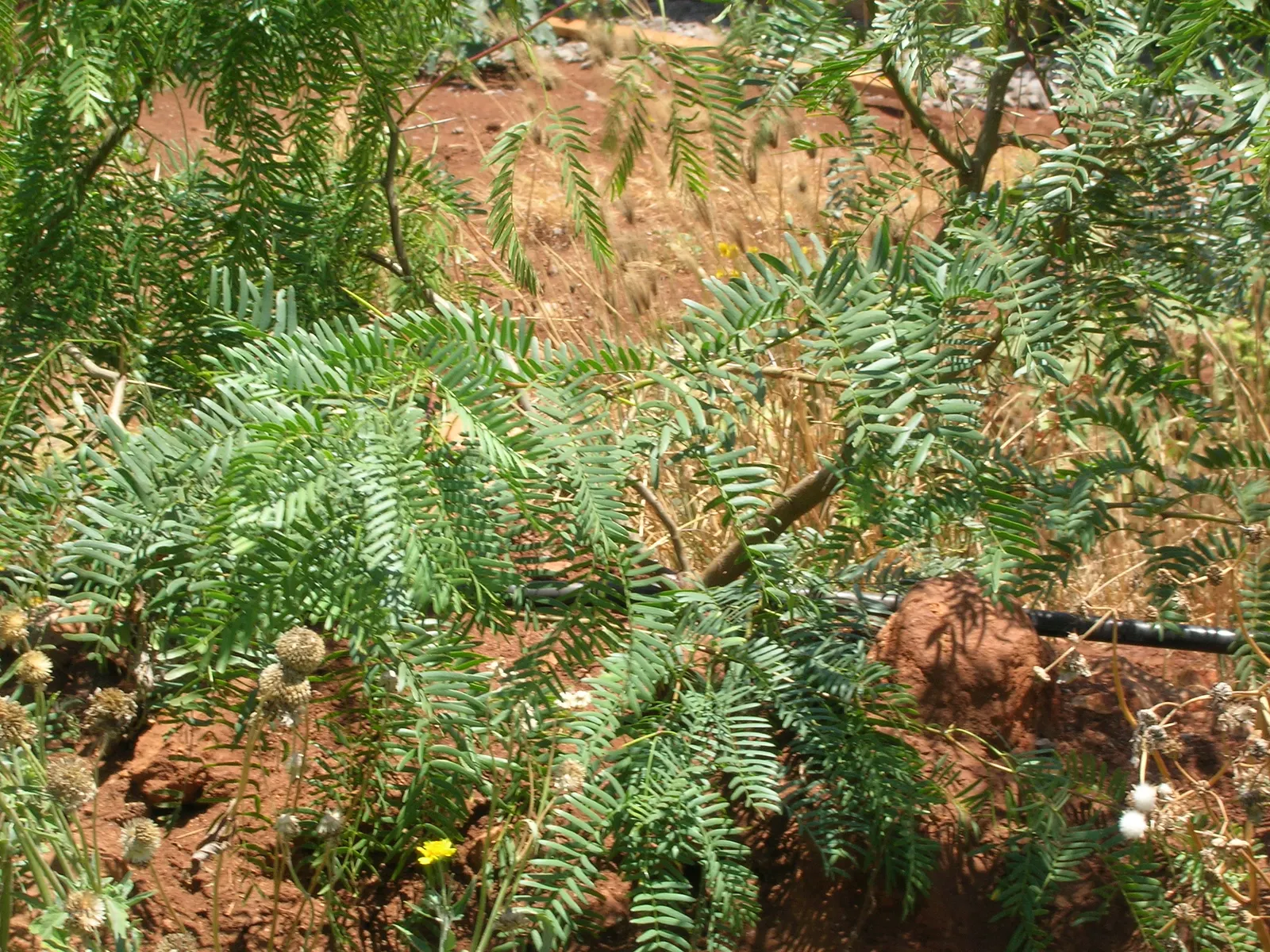 Texas Honey Mesquite (Prosopis Glandulosa) — While this tree is adaptable to various soil types, it prefers well-draining soil and full sun exposure