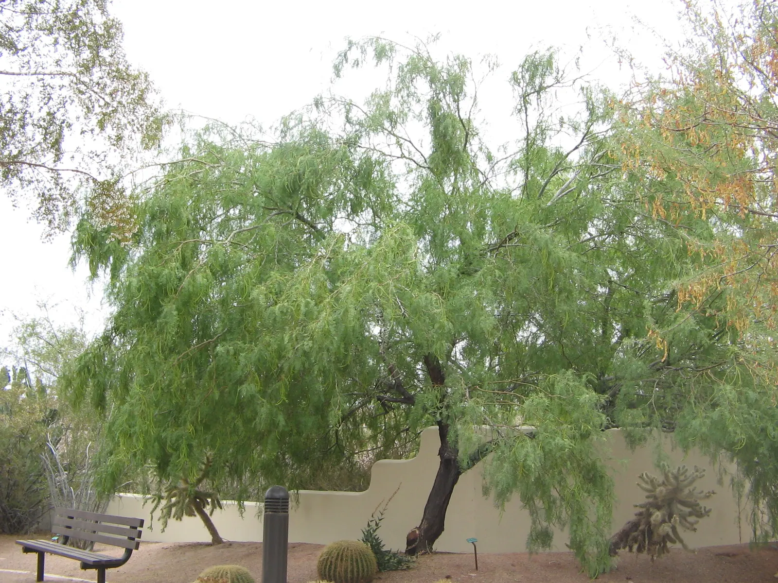 Texas Honey Mesquite (Prosopis Glandulosa) — Its deep roots enable drought resistance, making it a hardy choice for arid landscapes; it typically, image 55