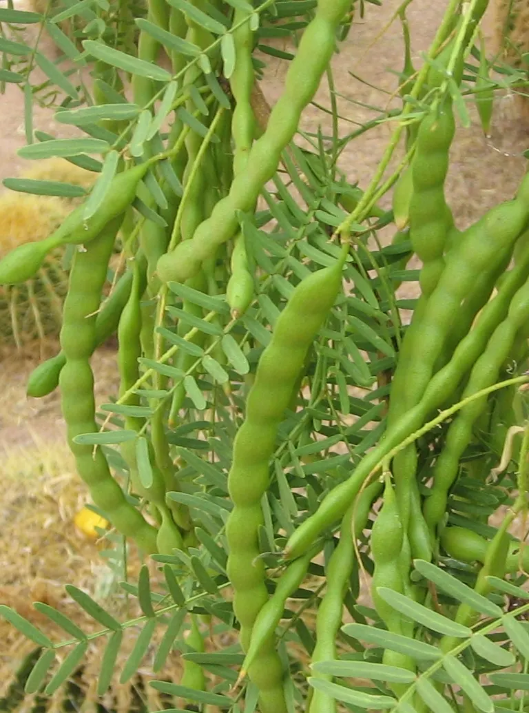 Texas Honey Mesquite (Prosopis Glandulosa) — Texas Honey Mesquite (Prosopis glandulosa) is a deciduous tree, typically growing to 20-30 ft