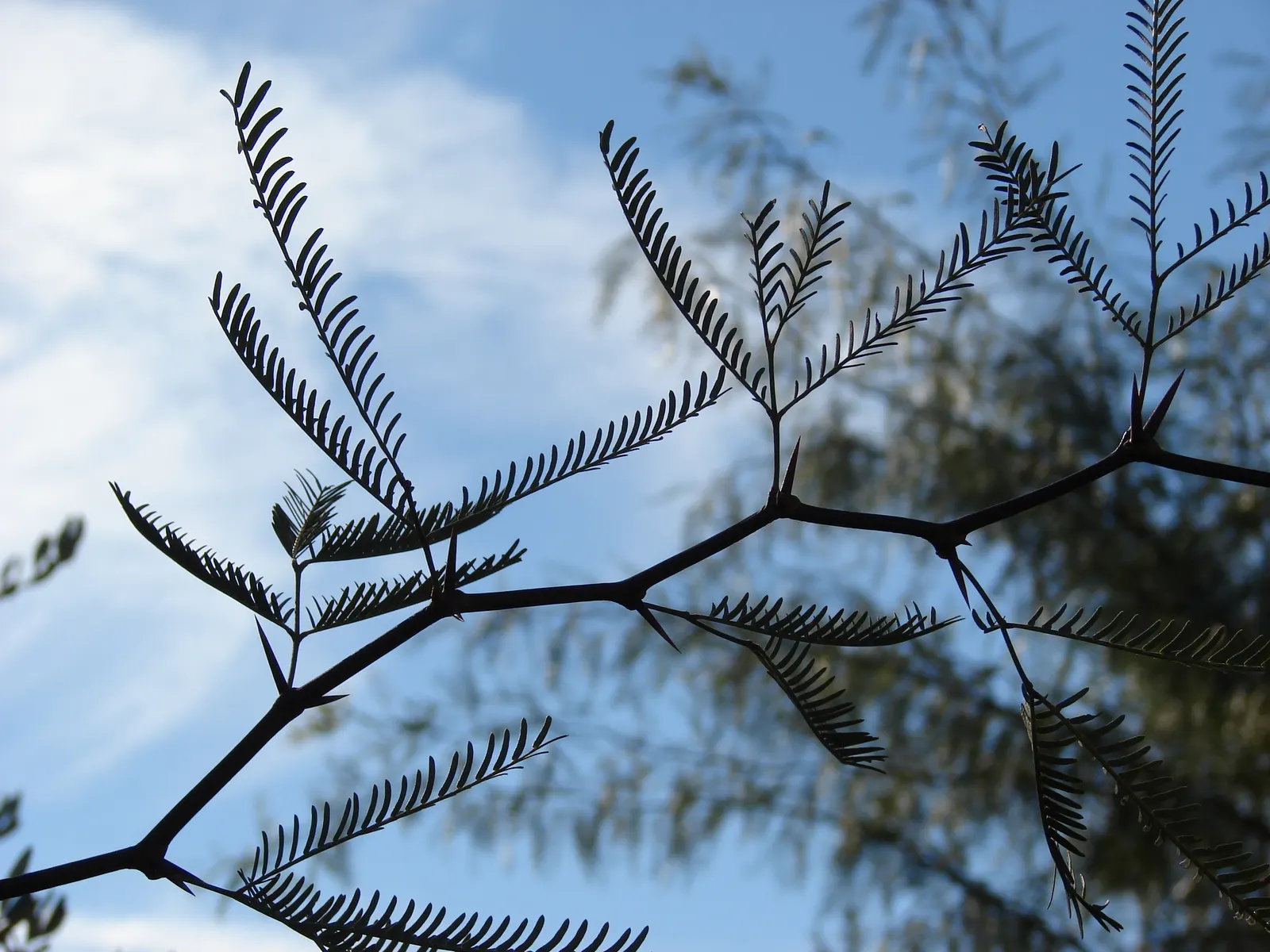 Texas Honey Mesquite (Prosopis Glandulosa) — These blossoms are a favorite of pollinators and give way to long; which can be invasive; therefore, image 64