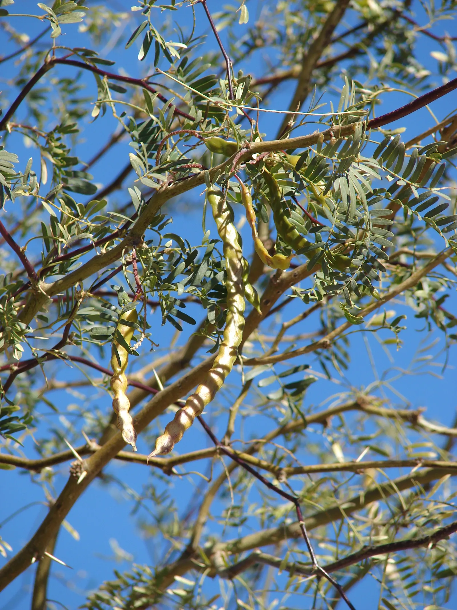 Texas Honey Mesquite (Prosopis Glandulosa) — These blossoms are a favorite of pollinators and give way to long