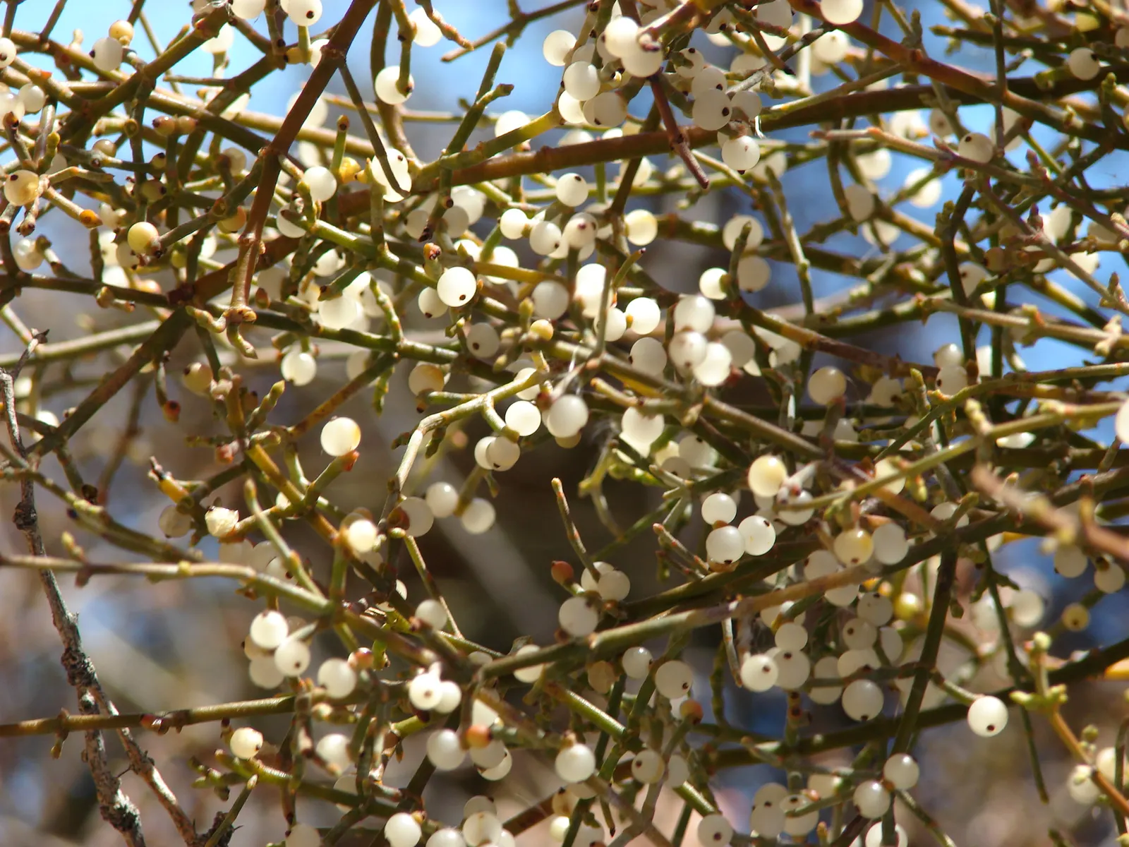 Texas Honey Mesquite (Prosopis Glandulosa) — Caution: Thorns can reach up to 2 inches; these blossoms are a favorite of pollinators and give way to, image 56