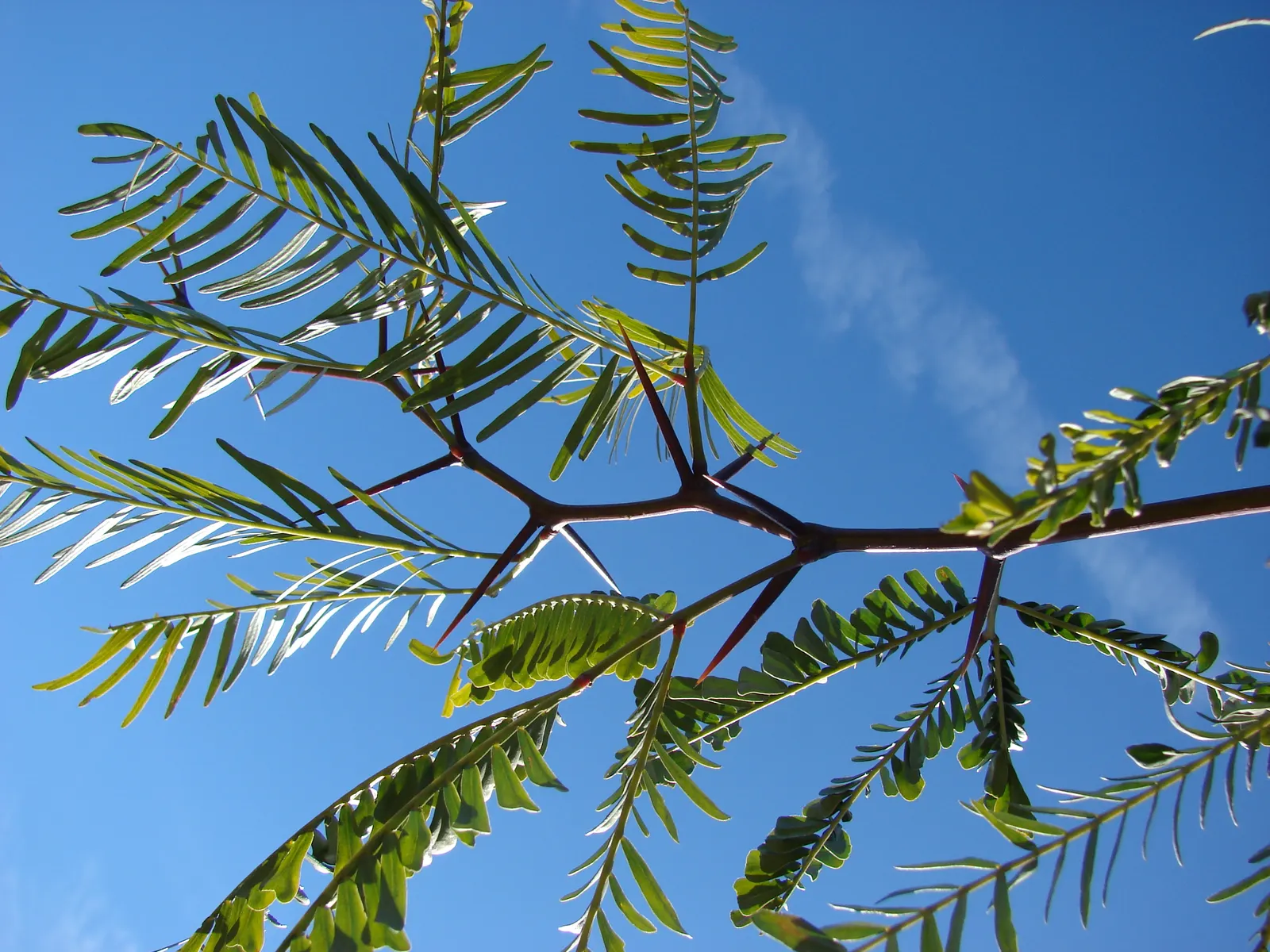 Texas Honey Mesquite (Prosopis Glandulosa) — bipinnate leaves that are small and fern-like