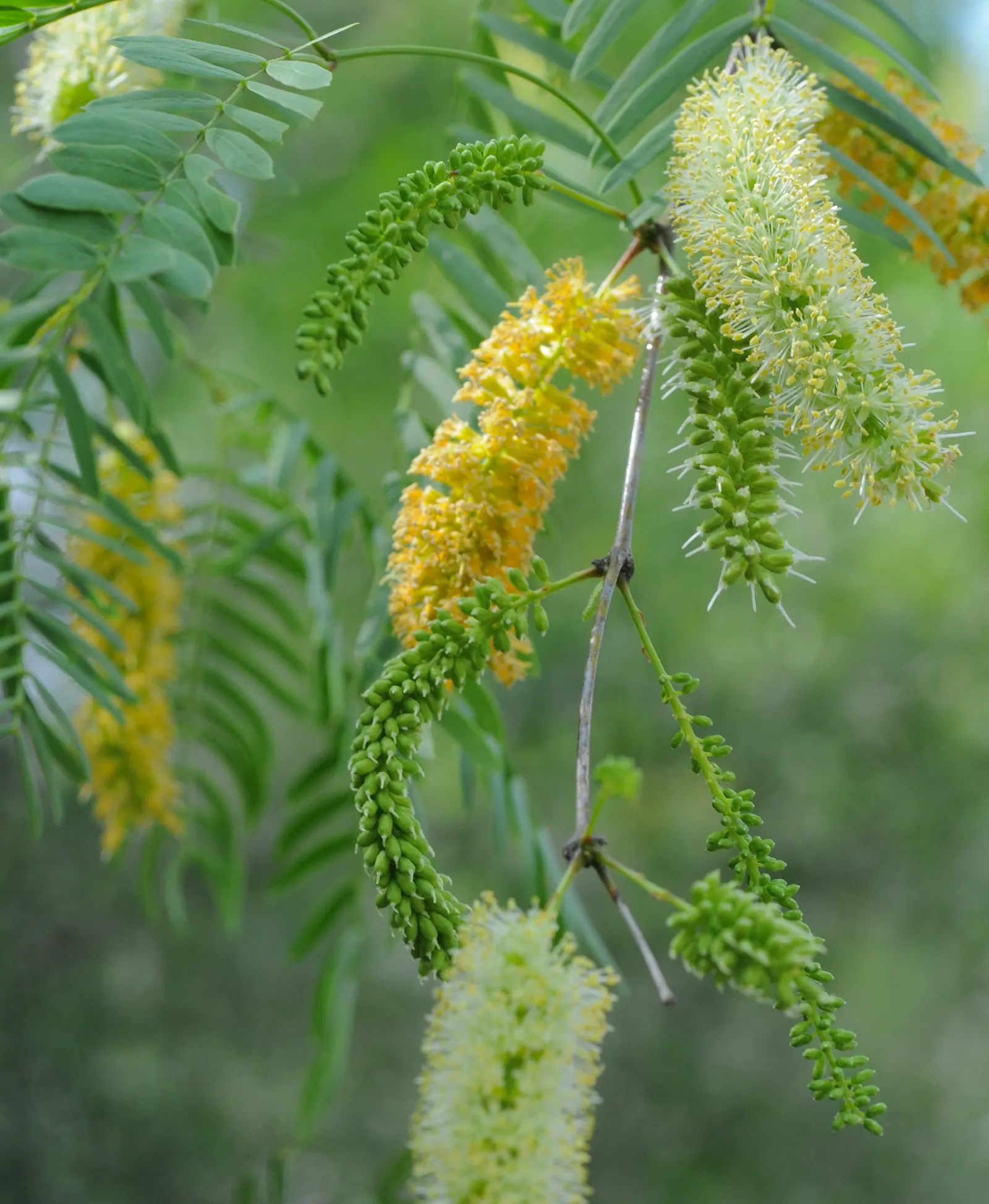 Texas Honey Mesquite (Prosopis Glandulosa) — rounded canopy with feathery foliage and produces fragrant; while this tree is adaptable to various, image 53
