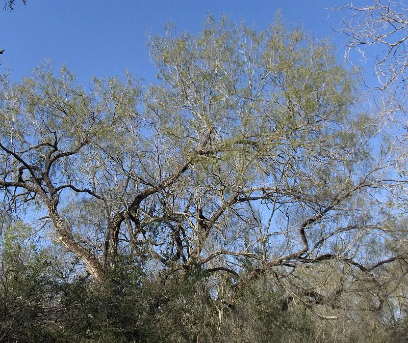 Texas Honey Mesquite (Prosopis Glandulosa) — the Honey Mesquite produces abundant creamy-yellow flowers; caution: Thorns can reach up to 2 inches