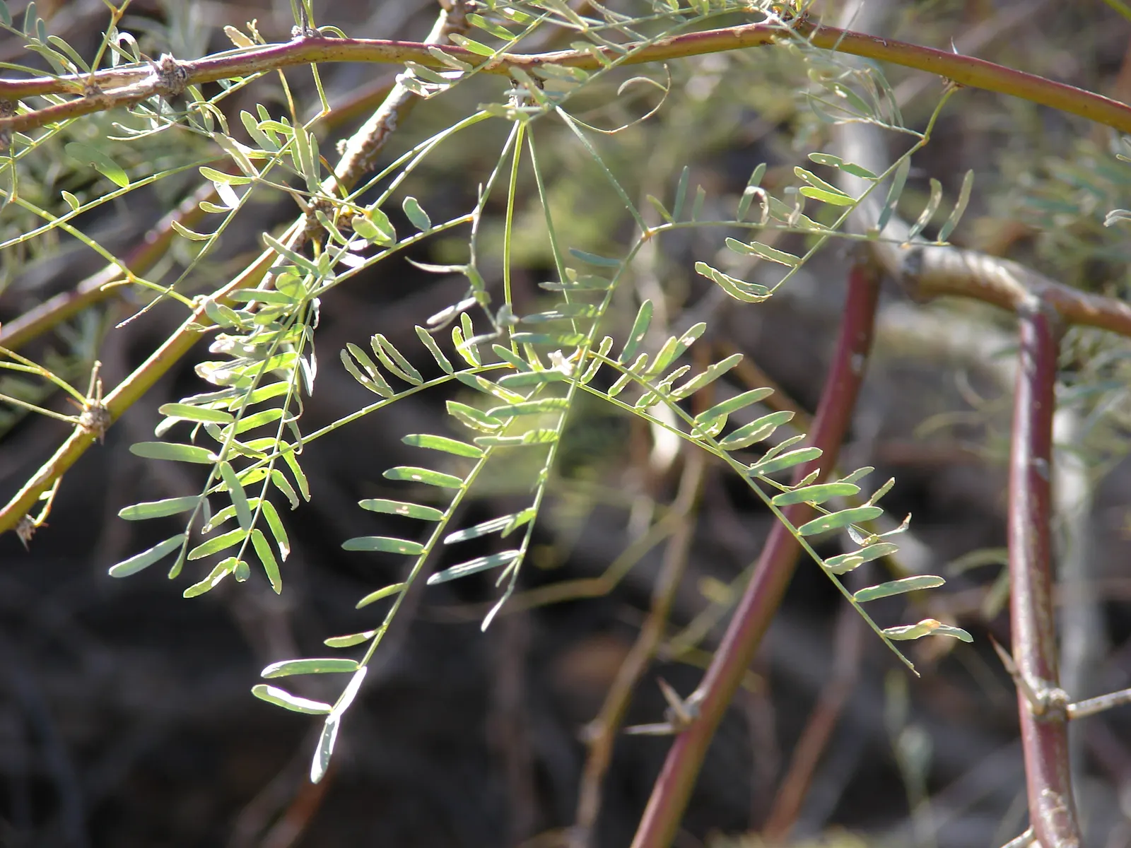 Texas Honey Mesquite (Prosopis Glandulosa) — with bark that matures to a rough